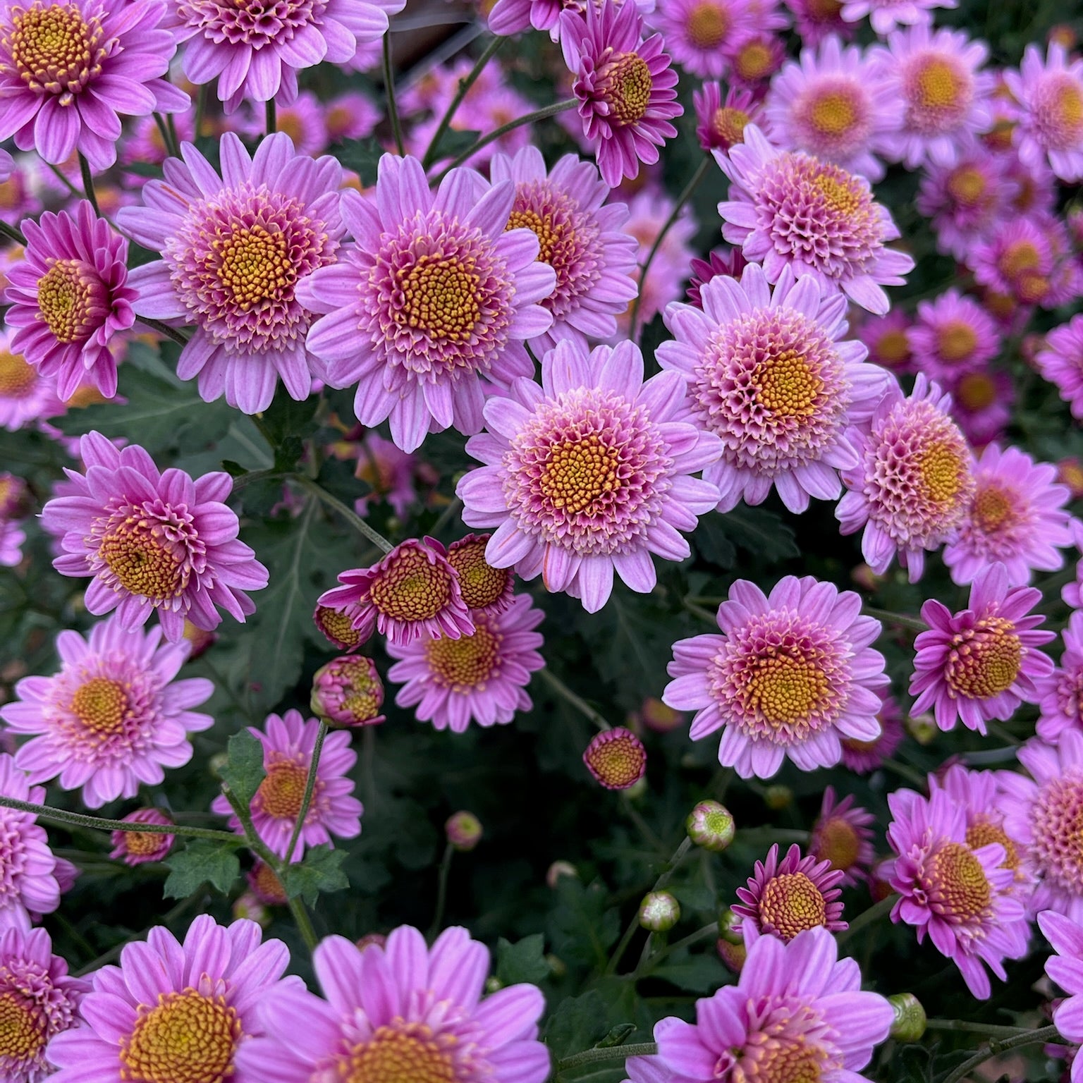A close-up of Pink Fleece heirloom chrysanthemums blooming in early fall. Long lasting cut flowers. Good for containers.