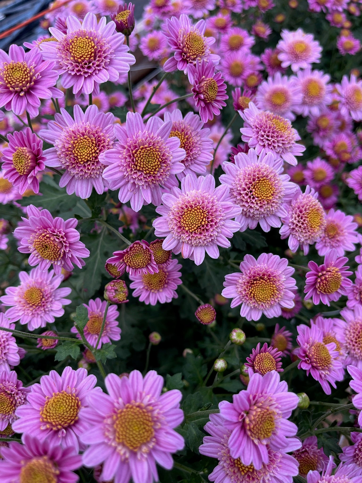 A close-up of Pink Fleece heirloom chrysanthemums blooming in early fall. Long lasting cut flowers. Good for containers.