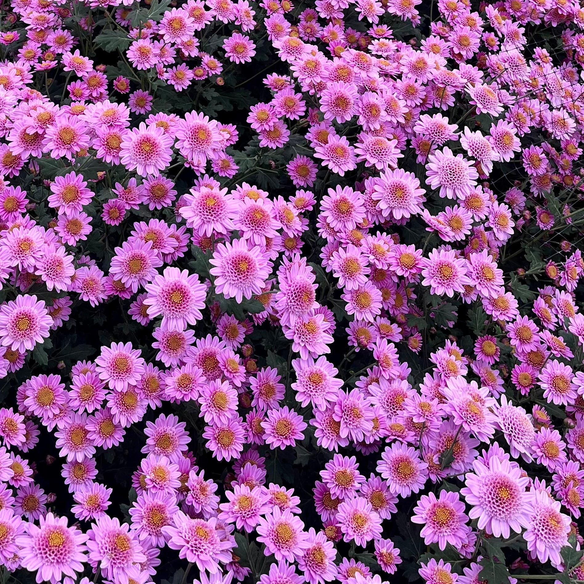 A close up of Pink Fleece heirloom chrysanthemums in a tunnel. Great for container gardening.