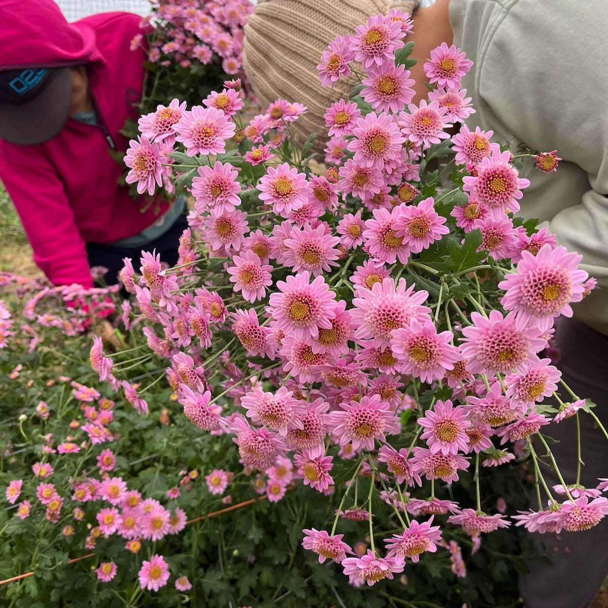 Pink fleece heirloom chrysanthemums being harvested in a tunnel. Multiple blooms per stem. Long lasting cut flowers.