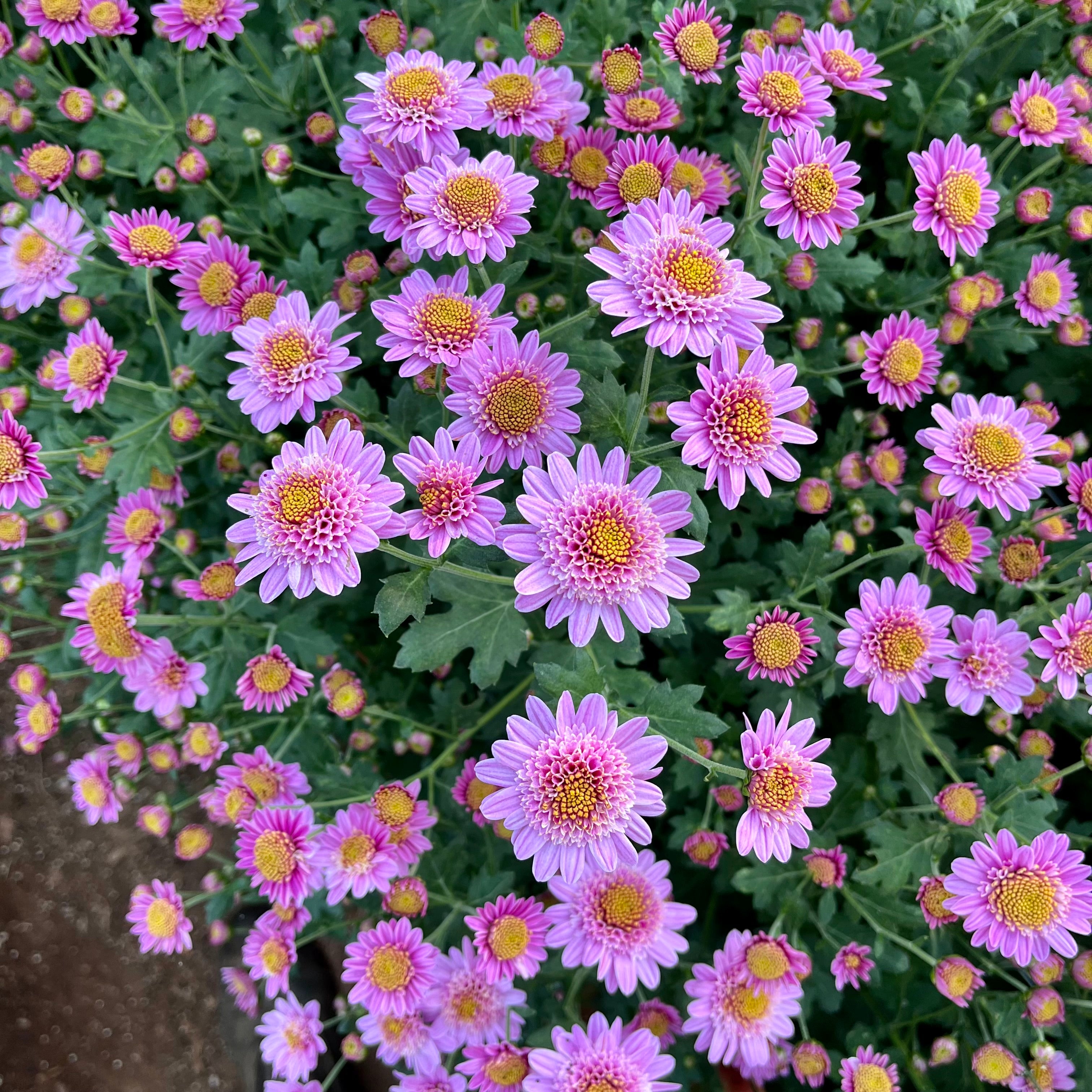 Pink Fleece heirloom chrysanthemums blooming in early fall. Long lasting cut flowers. Good for containers.