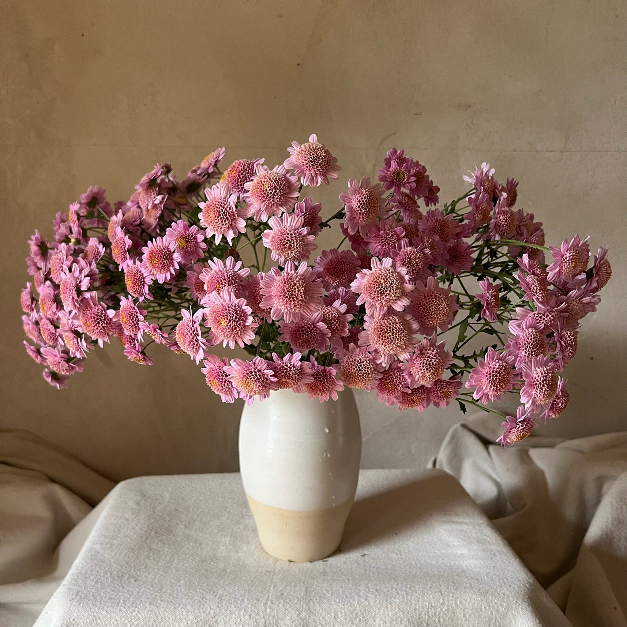 A bouquet of Pink Fleece heirloom chrysanthemums in a white vase. Long lasting cut flowers.