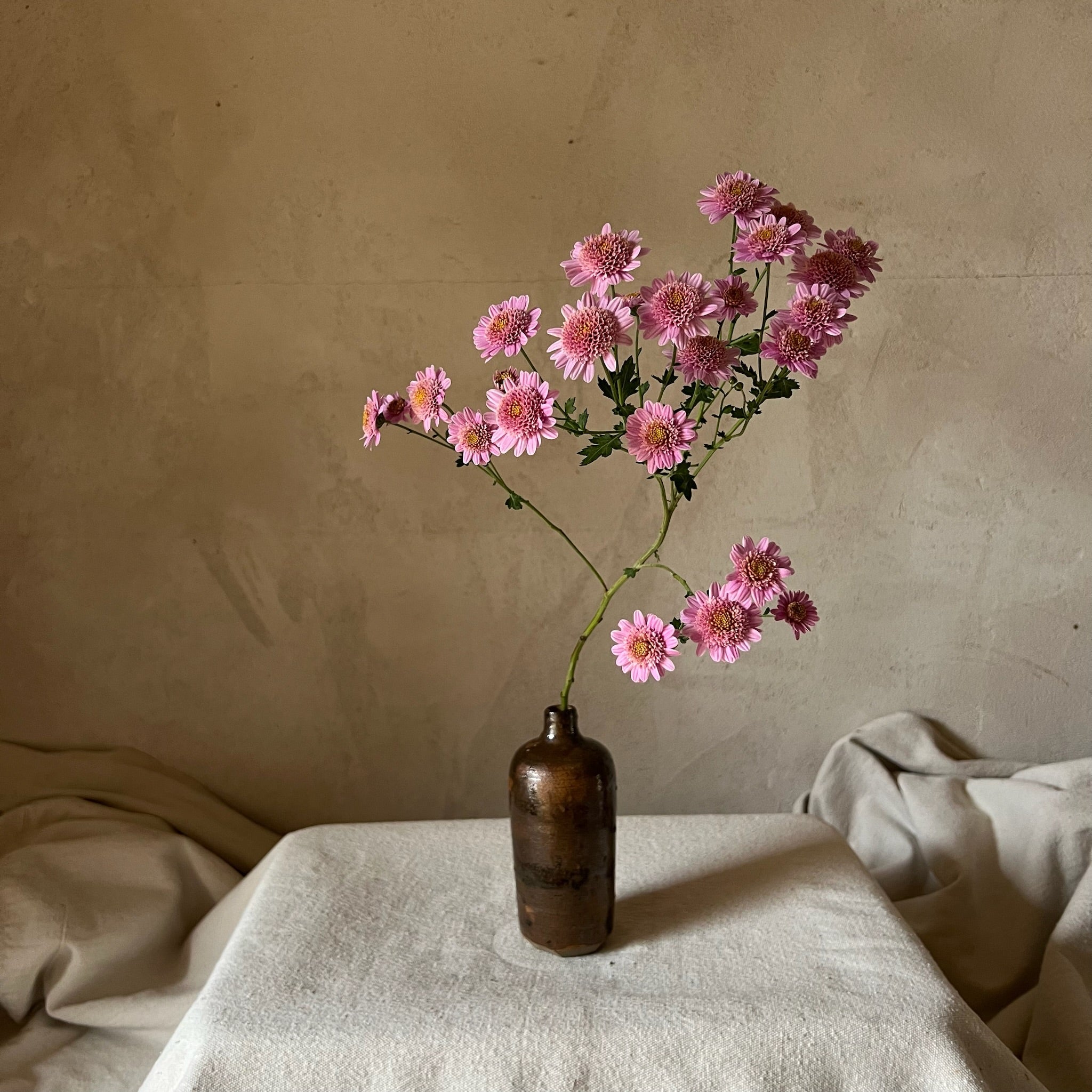 A single stem of Pink Fleece heirloom chrysanthemums. Long lasting cut flowers with many flowers per stem.
