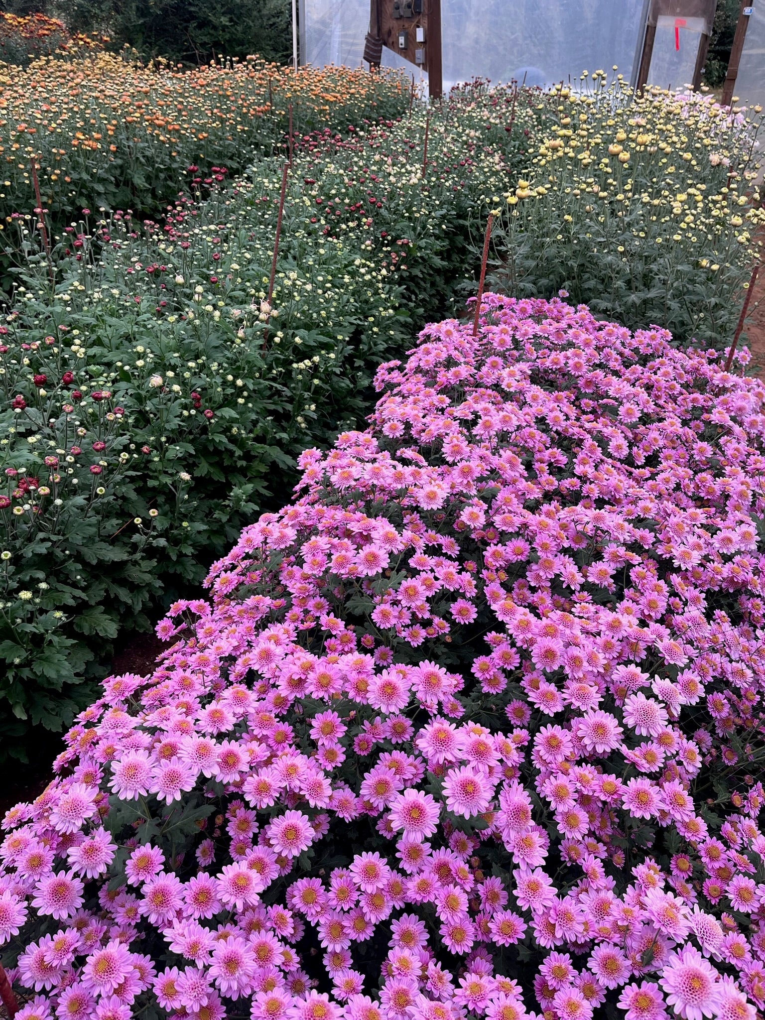Flower Factory 花柄ブランケット ピンク トルマリンパワーシート Heirloom Chrysanthemum 'Pink Fleece' – 3 Porch Farm