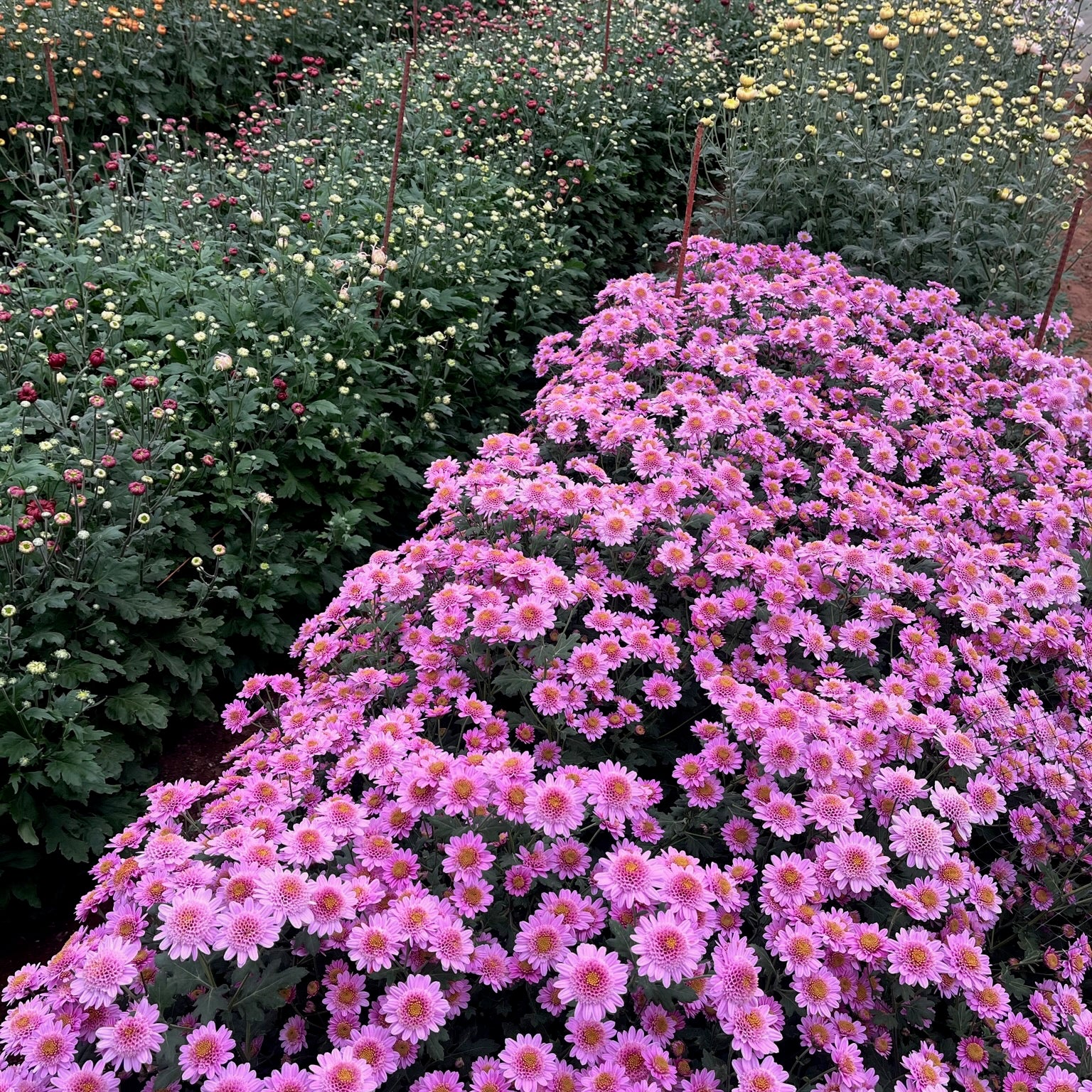 Early blooming Pink Fleece heirloom chrysanthemums. Long lasting cut flowers. Great for containers.