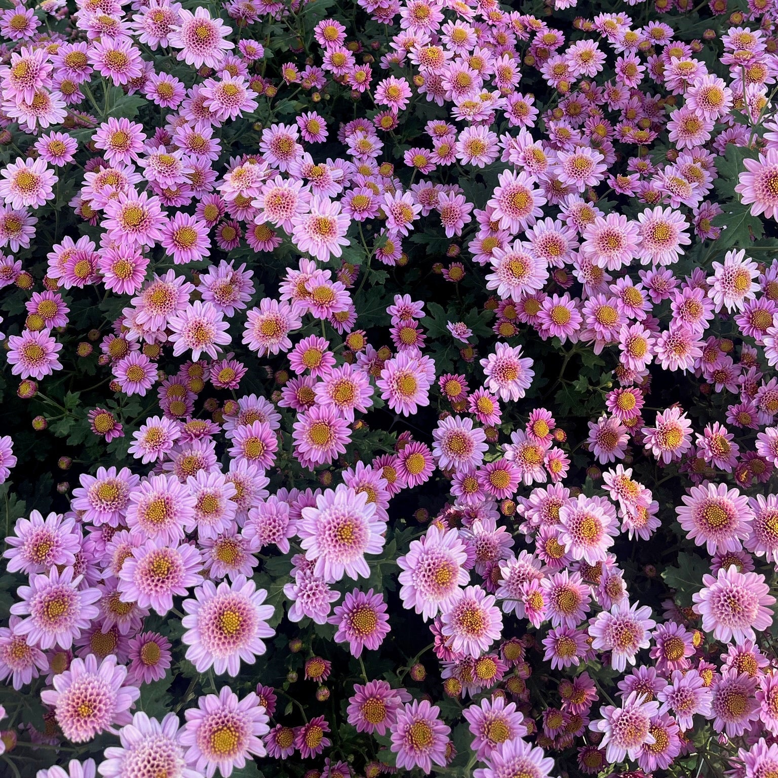 Pink Fleece heirloom chrysanthemums blooming in early fall. Long lasting cut flowers. Good for containers.