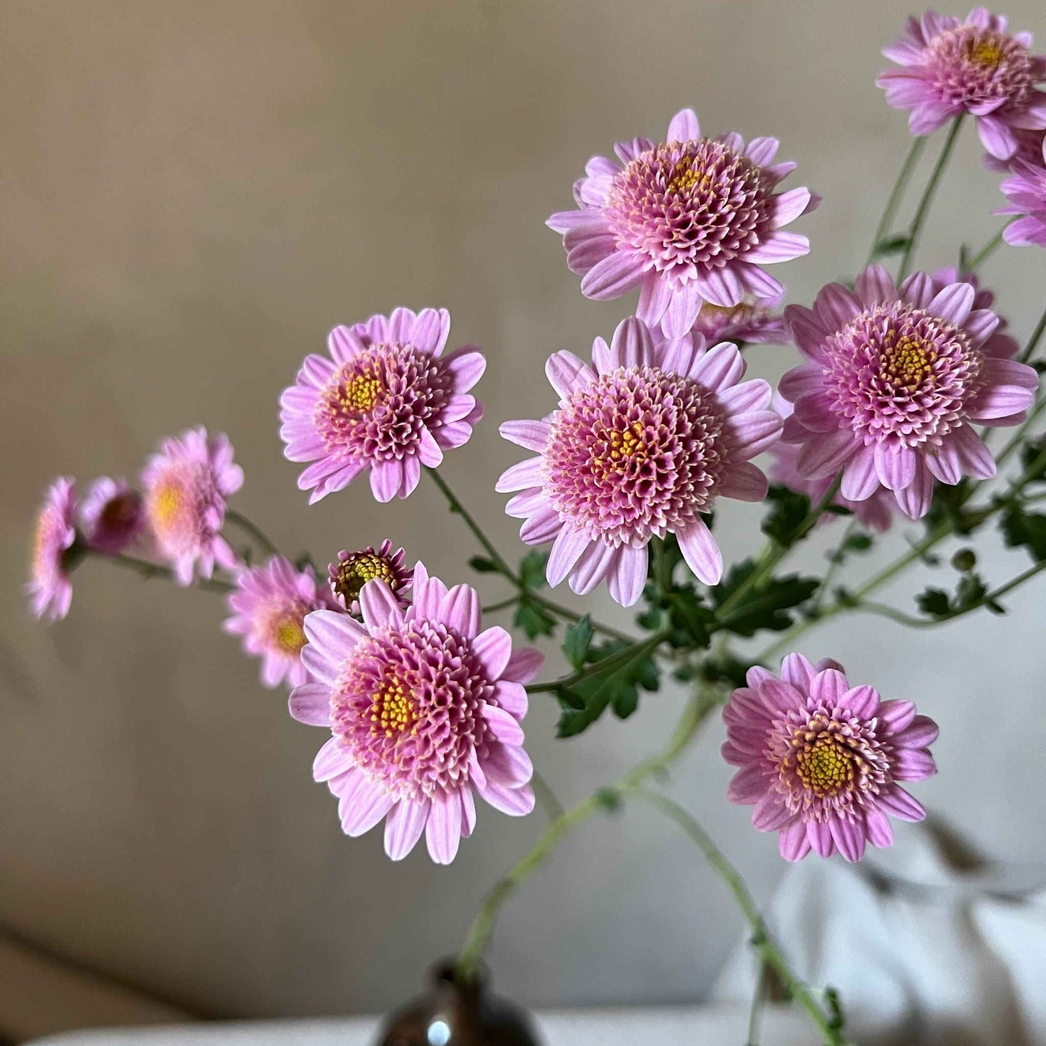 Up close detail of Pink Fleece heirloom mums. Long lasting cut flowers.