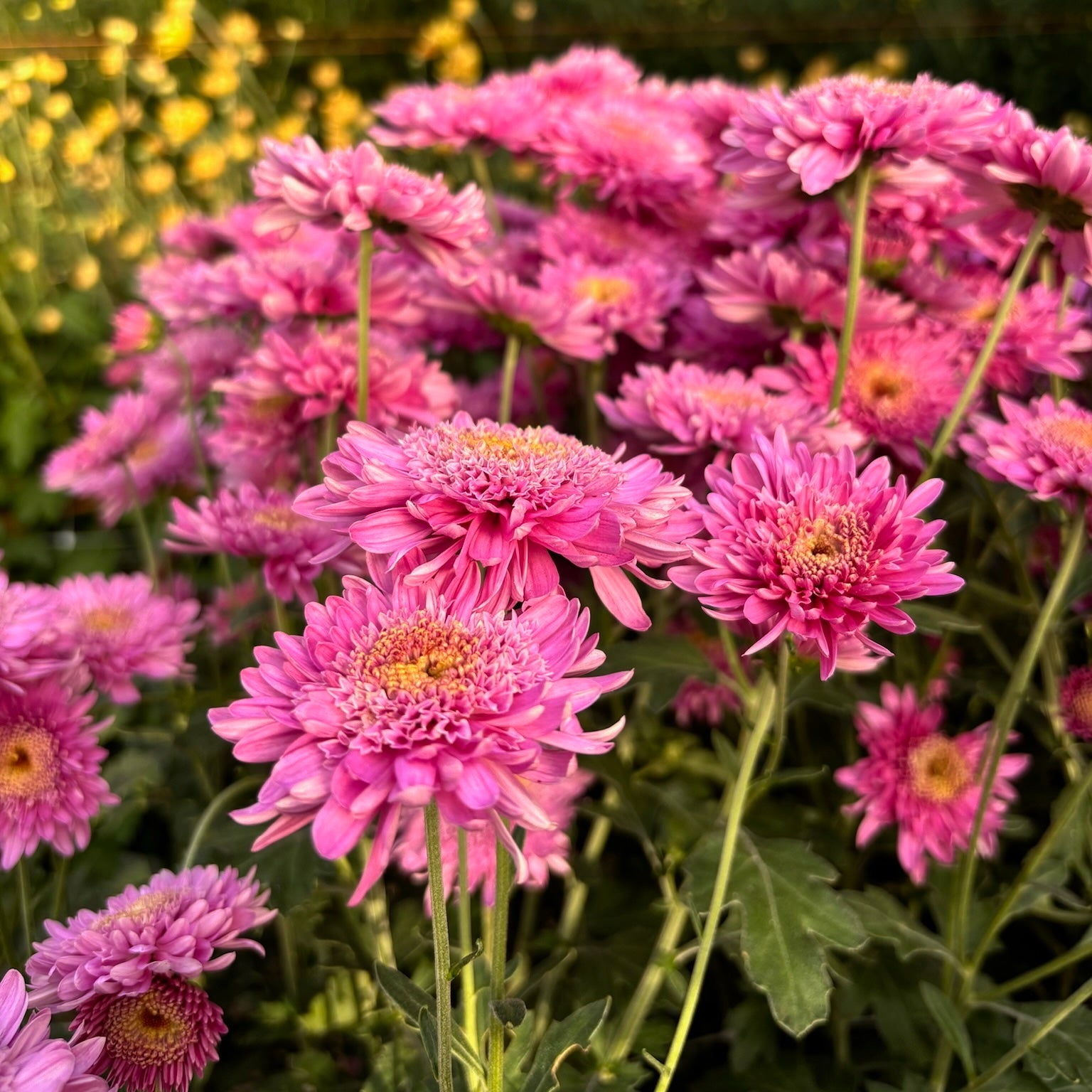 Detail of Purple Light heirloom mums in the tunnel. A good mum for container gardening. Blooms in the fall.