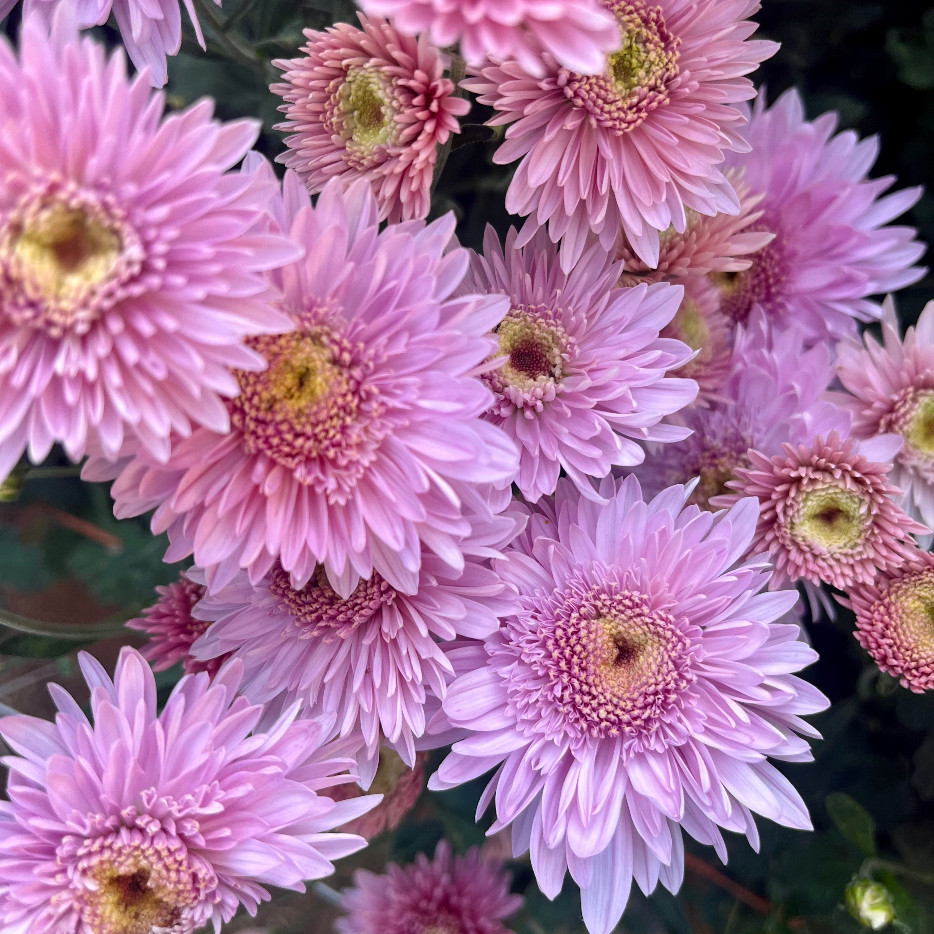 Close up of Purple Light mums. Great for container gardening. Great long lasting cut flowers.