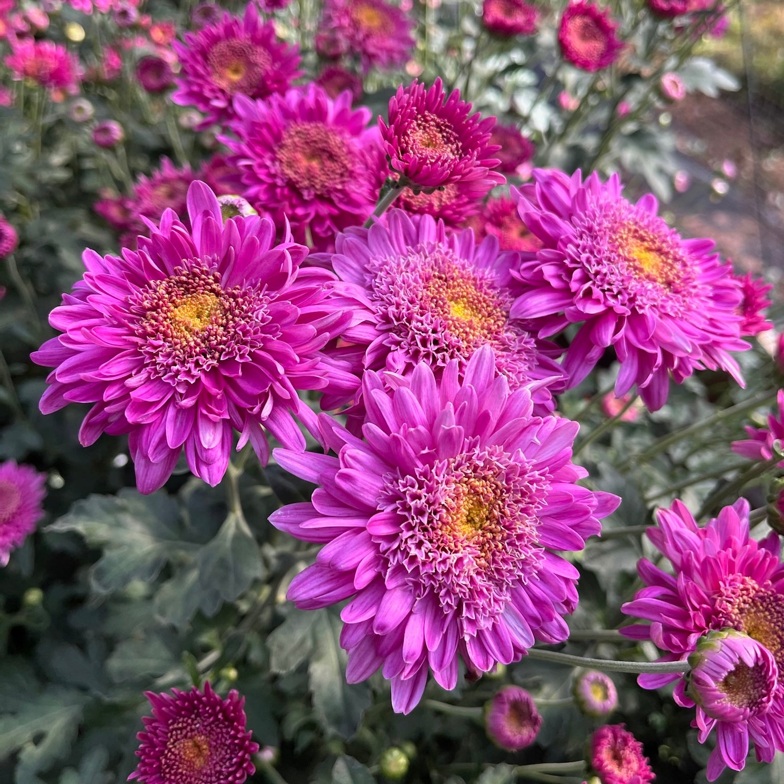 Close up detail of Purple Light heirloom mum. Early blooming and great for container gardening.