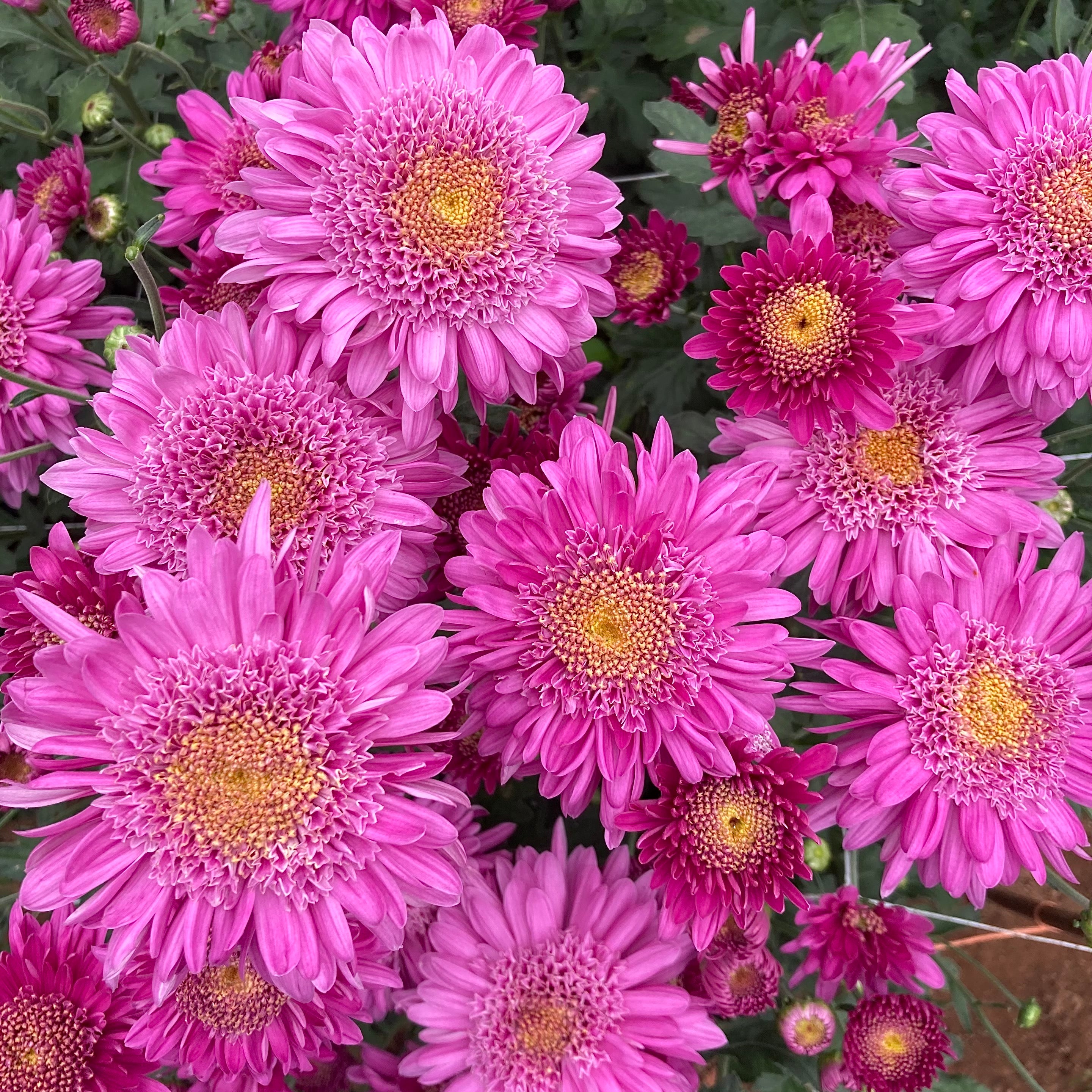 Close up detail of Purple Light heirloom mum. Early blooming and great for container gardening.