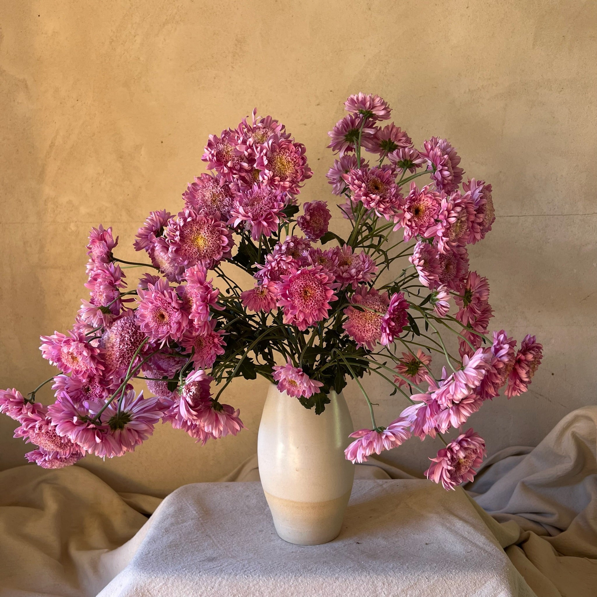 A bouquet of Purple Light heirloom chrysanthemums in a vase. Long lasting cut flowers.