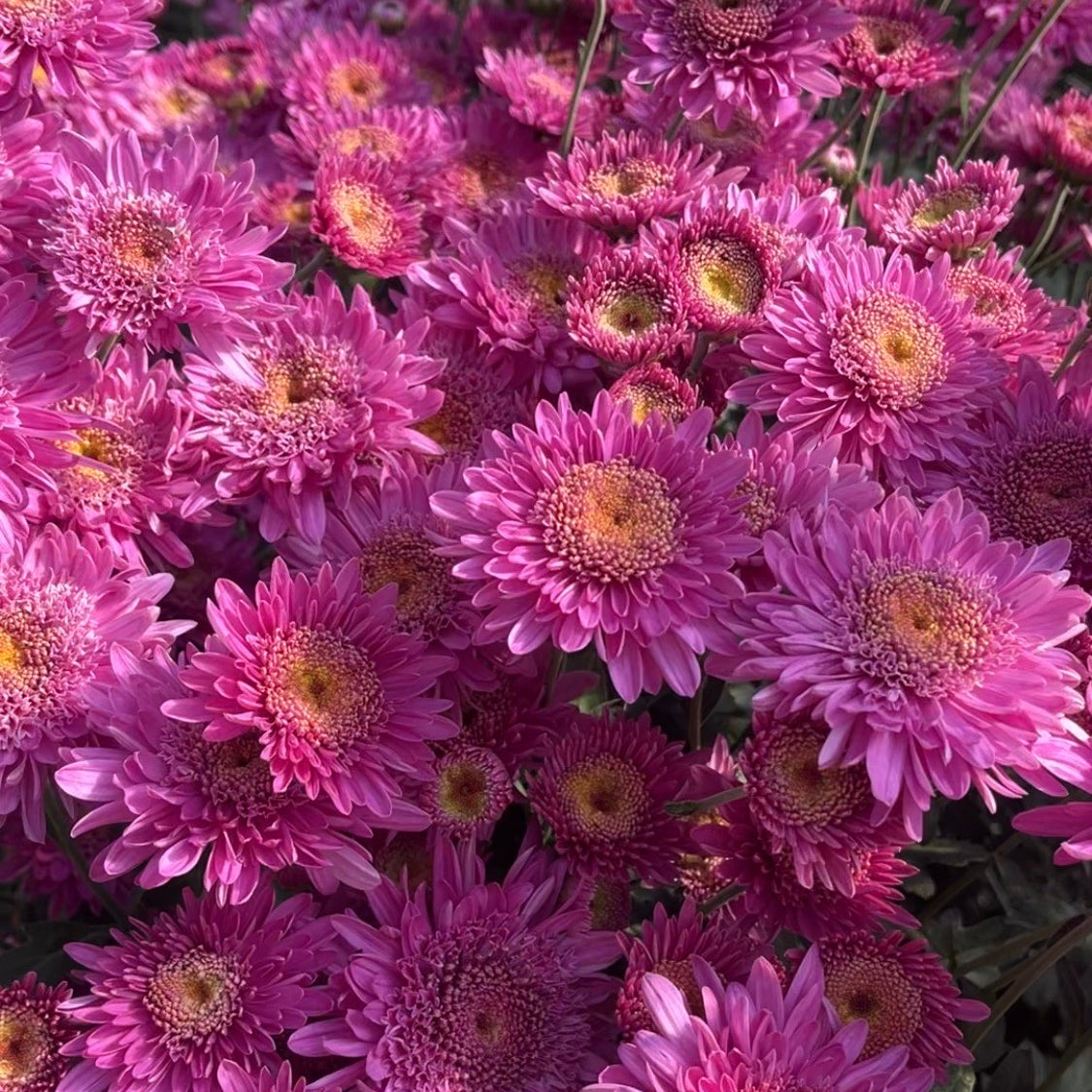 Close up detail of Purple Light heirloom mum. Early blooming and great for container gardening.