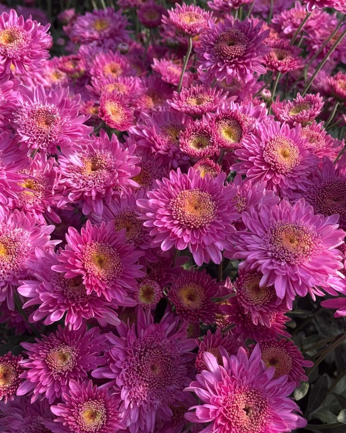 Close up detail of Purple Light heirloom mum. Early blooming and great for container gardening.