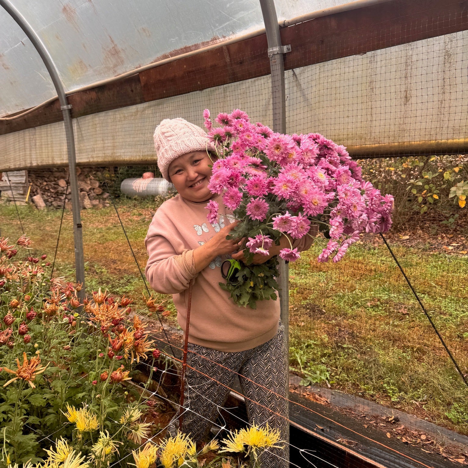 Person holding Purple Light Mums in the greenhouse after harvest. Long lasting cut flowers that bloom in the fall.