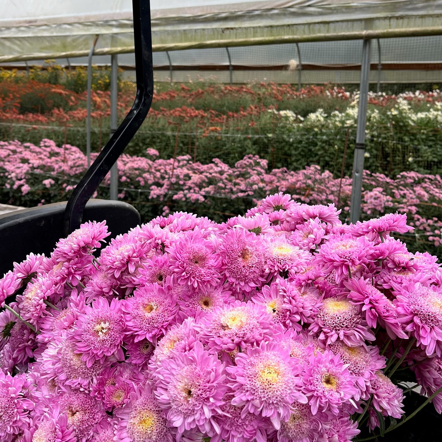 Purple Light heirloom mums after harvest in a tunnel. Early blooming and great for container gardening.