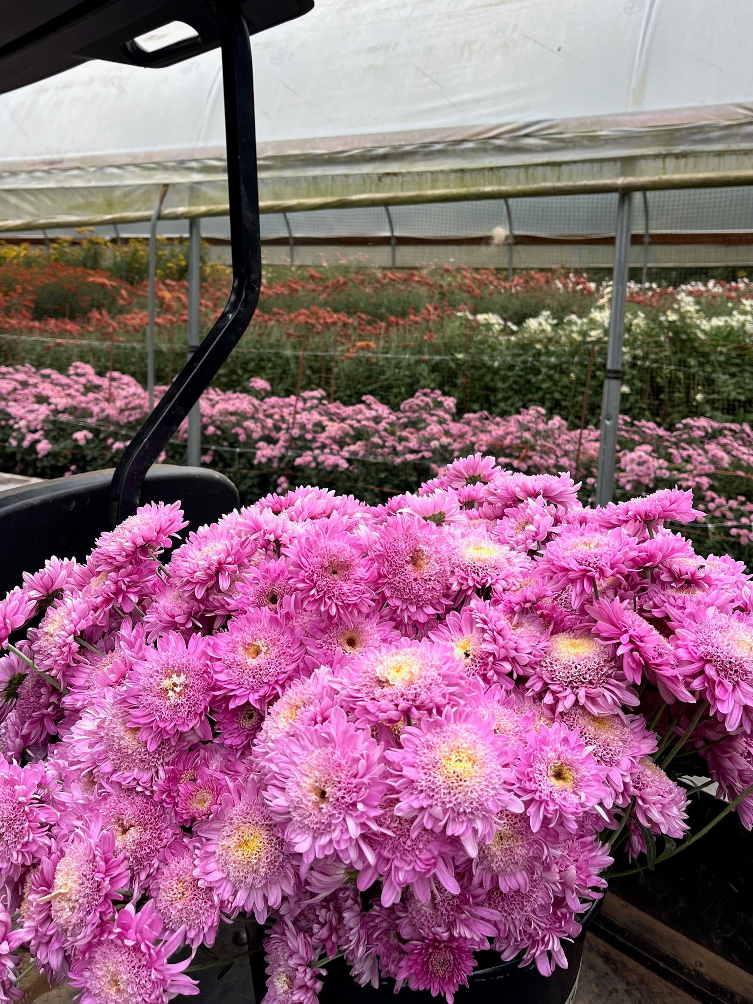 Purple Light heirloom mums after harvest in a tunnel. Early blooming and great for container gardening.