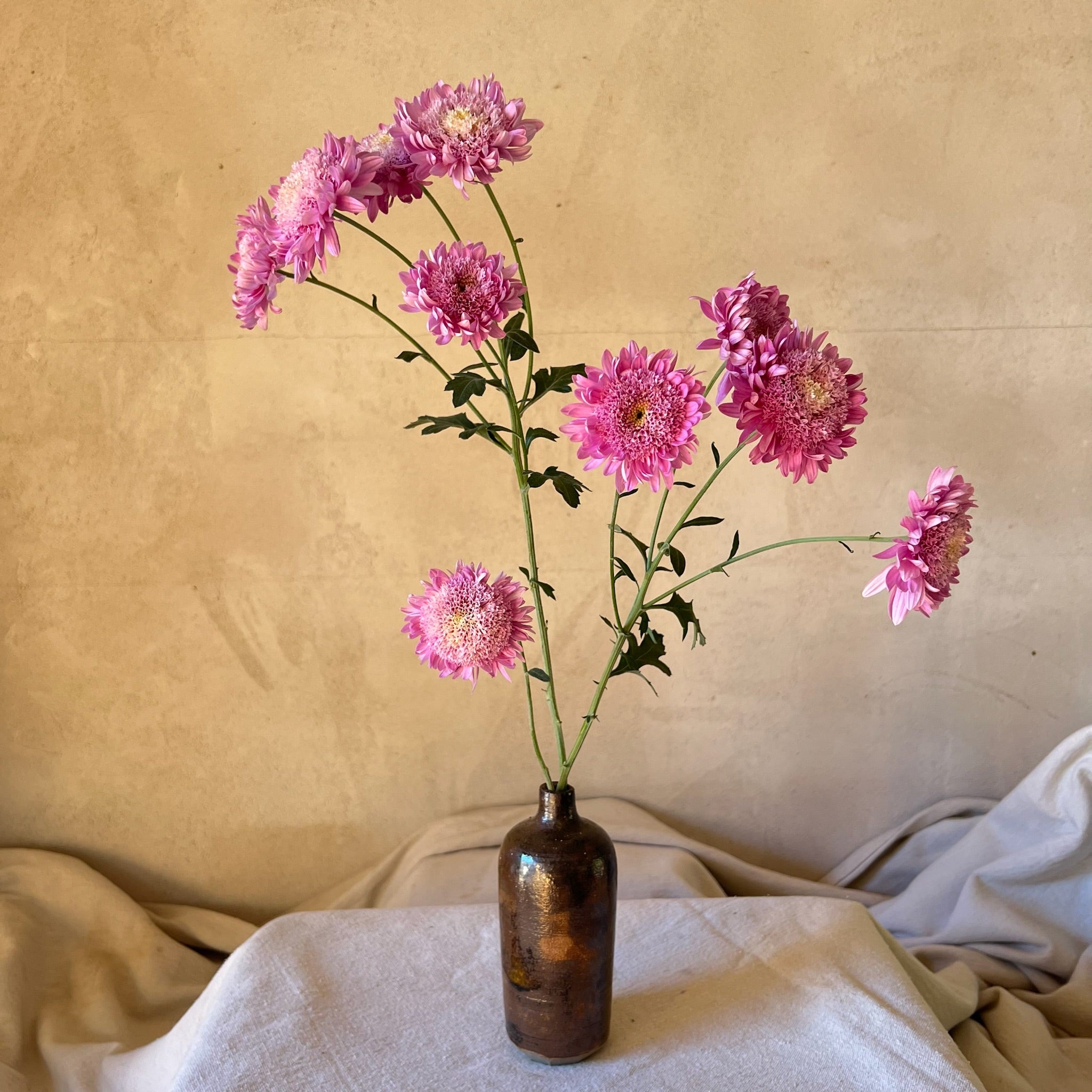 A single stem of Purple Light heirloom mums. Many blooms on one stem. Long lasting cut flowers. 