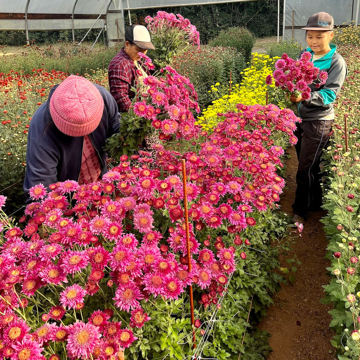 Purple Light heirloom mums being harvested in a tunnel. Early blooming and great for container gardening.
