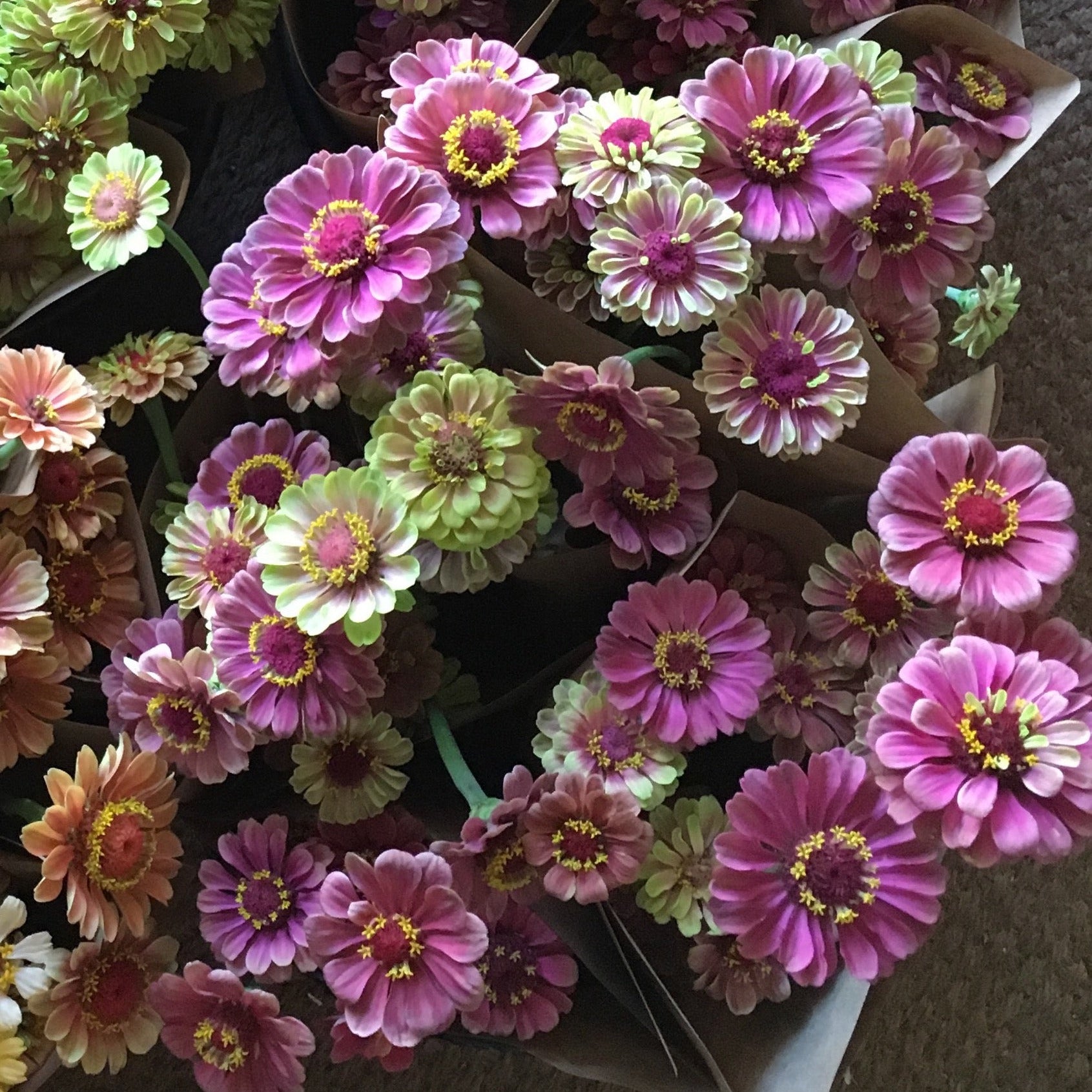 Bouquets of zinnias from the 'Queeny Red Lime' series. Easy to grow cut flowers.