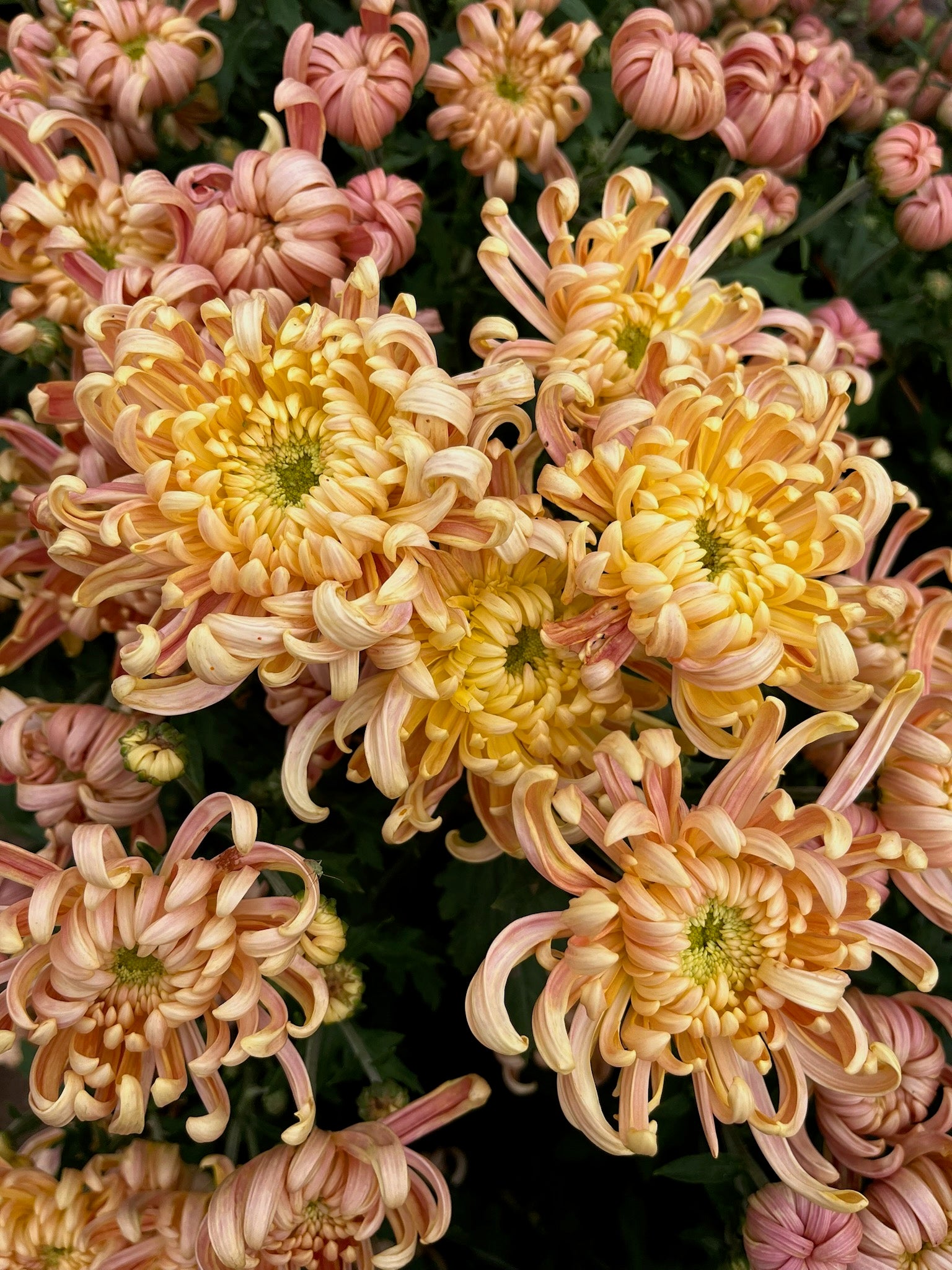 A close up of River City heirloom chrysanthemum. Long lasting fall flowers. Great for disbud.