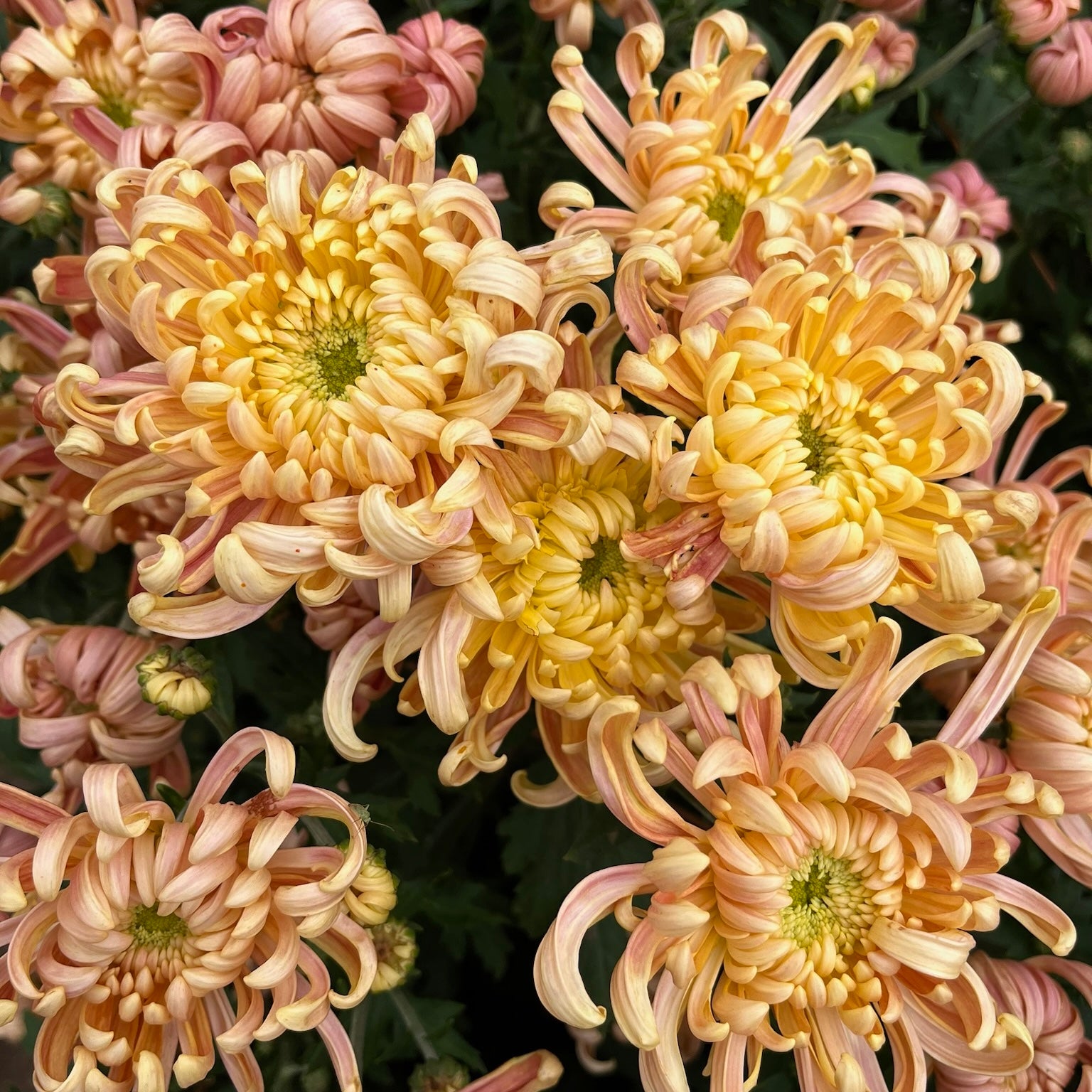 A close up of River City heirloom chrysanthemum. Long lasting fall flowers. Great for disbud.