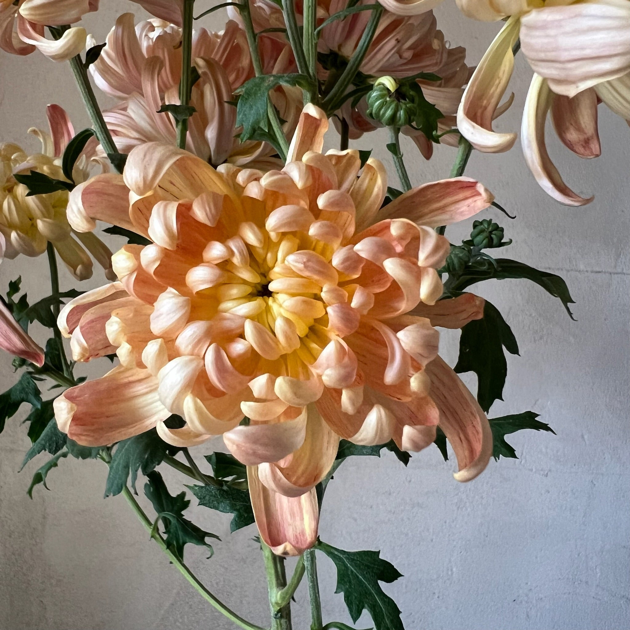 A close up of River City heirloom chrysanthemum. Long lasting fall flowers. Great for disbud.