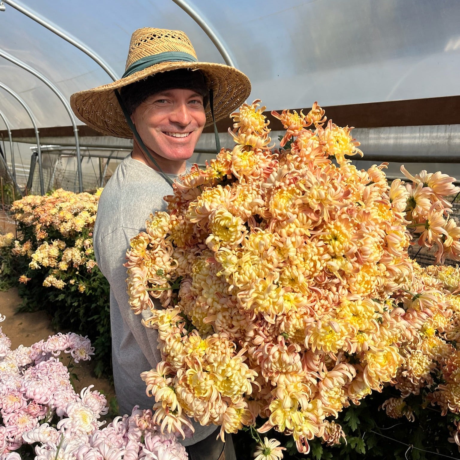 River City heirloom chrysanthemums after harvest. Long lasting fall flowers. Great for disbud.
