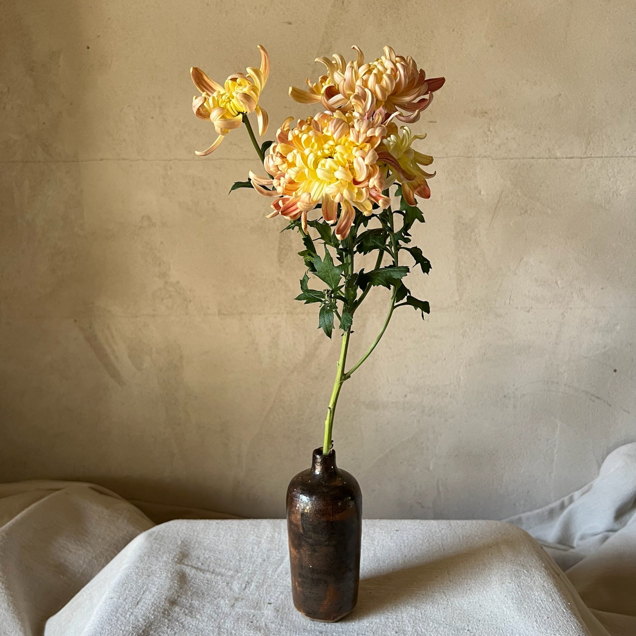 A single stem of River City heirloom chrysanthemums. Long lasting fall flowers. Great for disbud.
