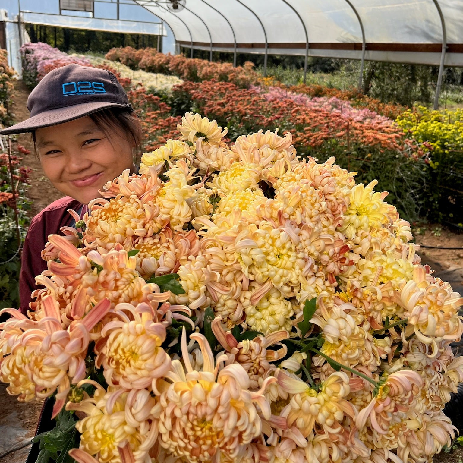 River City heirloom chrysanthemums after harvest in a tunnel. Long lasting fall flowers. Great for disbud.