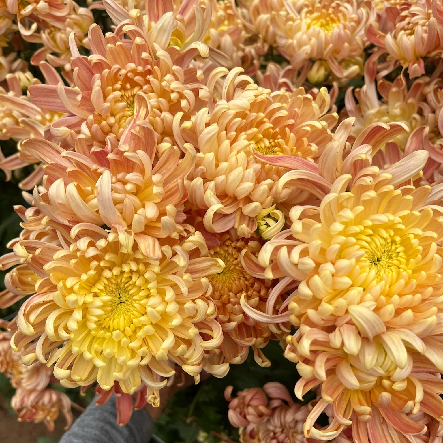 A close up of River City heirloom chrysanthemums. Long lasting fall flowers. Great for disbud.
