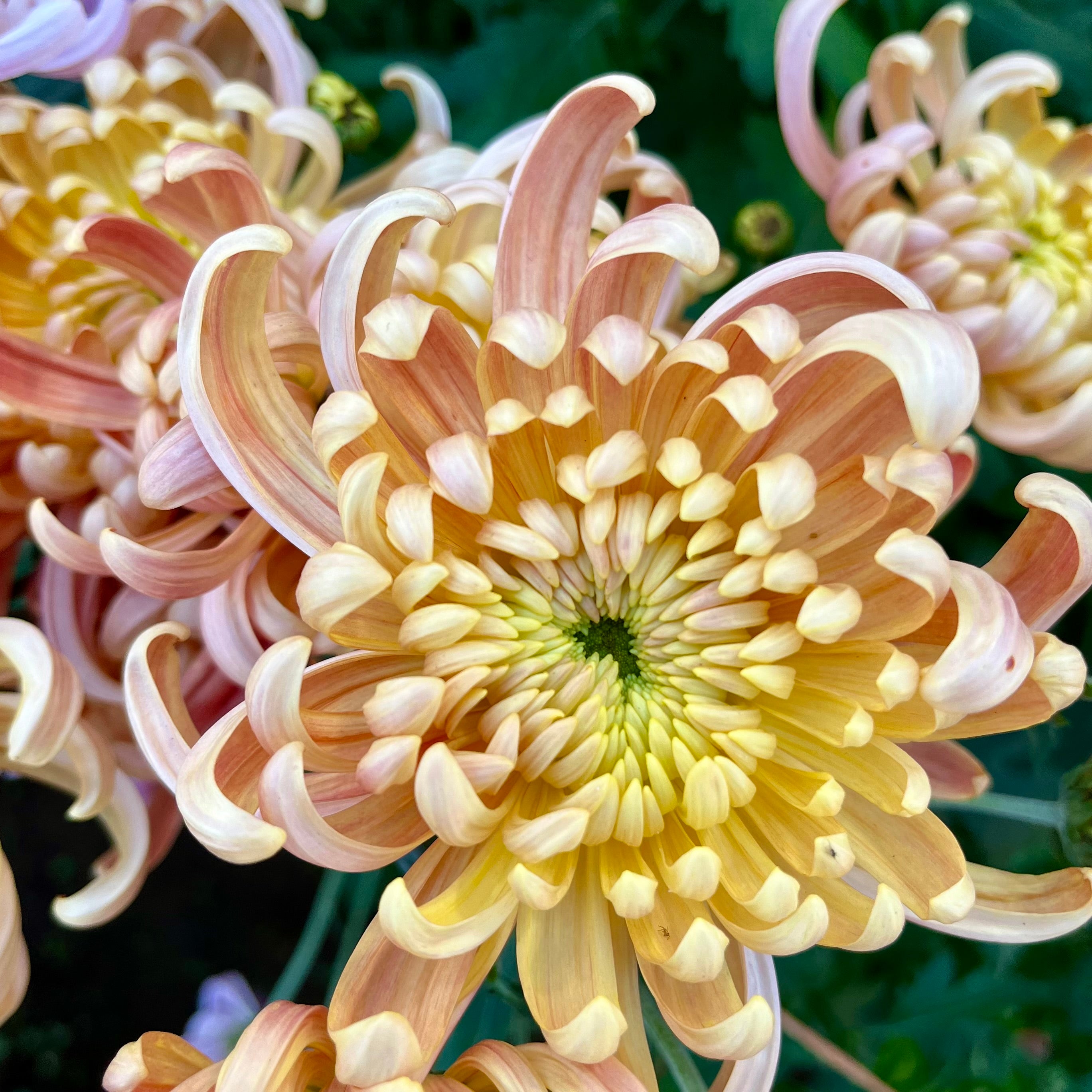 A close up of River City heirloom chrysanthemum. Long lasting fall flowers. Great for disbud.