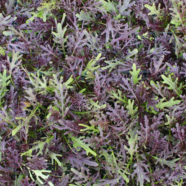 Mustard Greens 'Ruby Streaks'