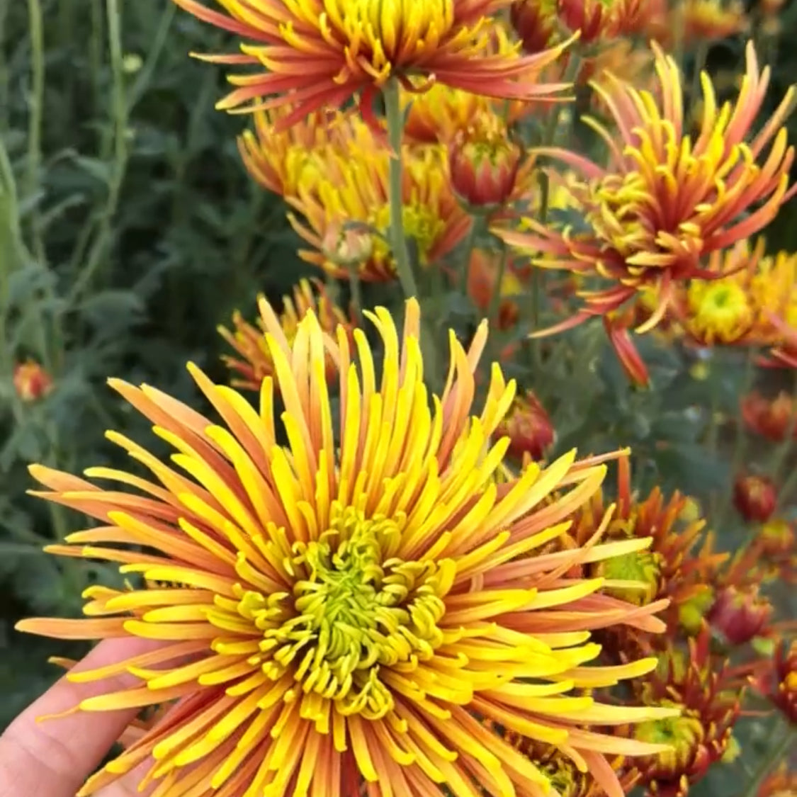 A close up of Saffina heirloom chrysanthemums. Long lasting fall blooms.