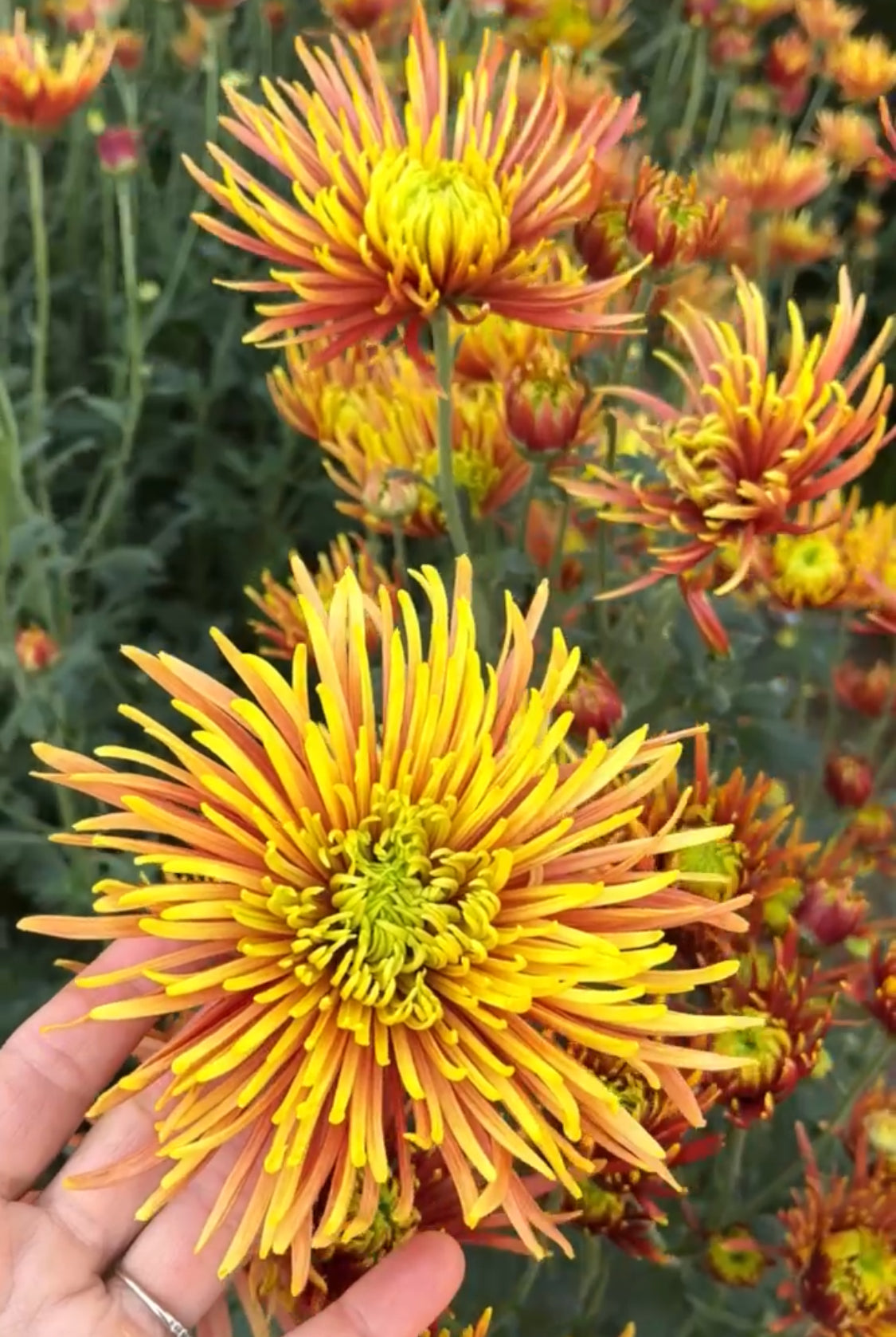 A close up of Saffina heirloom chrysanthemums. Long lasting fall blooms.