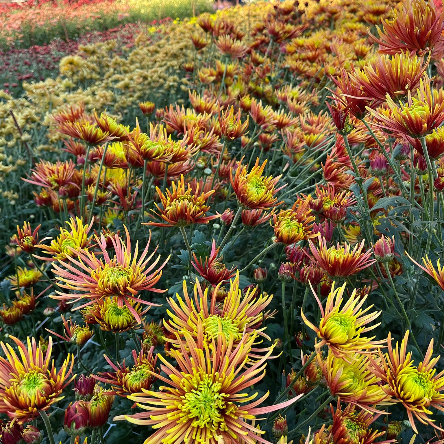 Saffina heirloom chrysanthemums in bloom in  tunnel. Long lasting fall blooms.