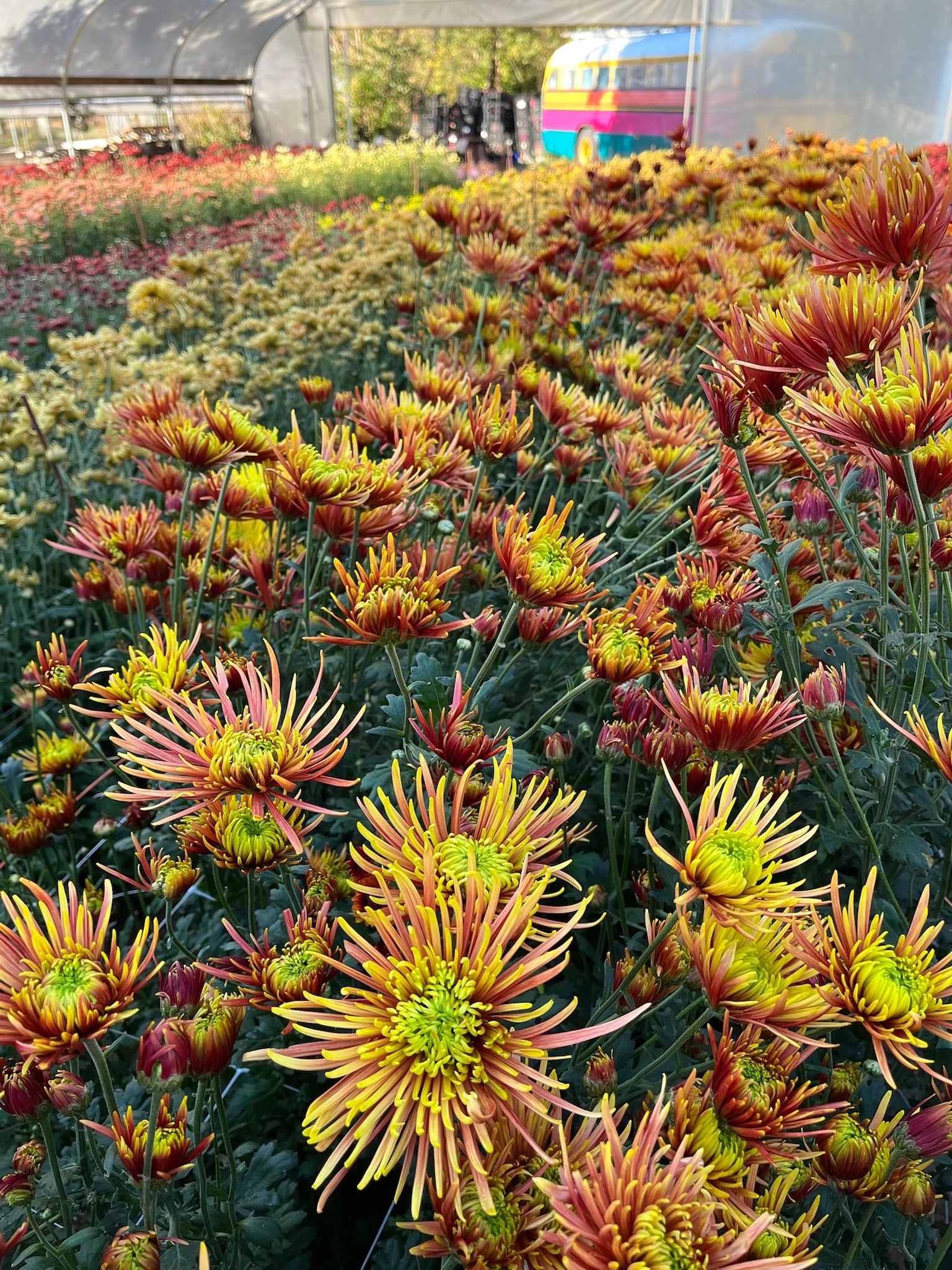 Saffina heirloom chrysanthemums in bloom in  tunnel. Long lasting fall blooms.