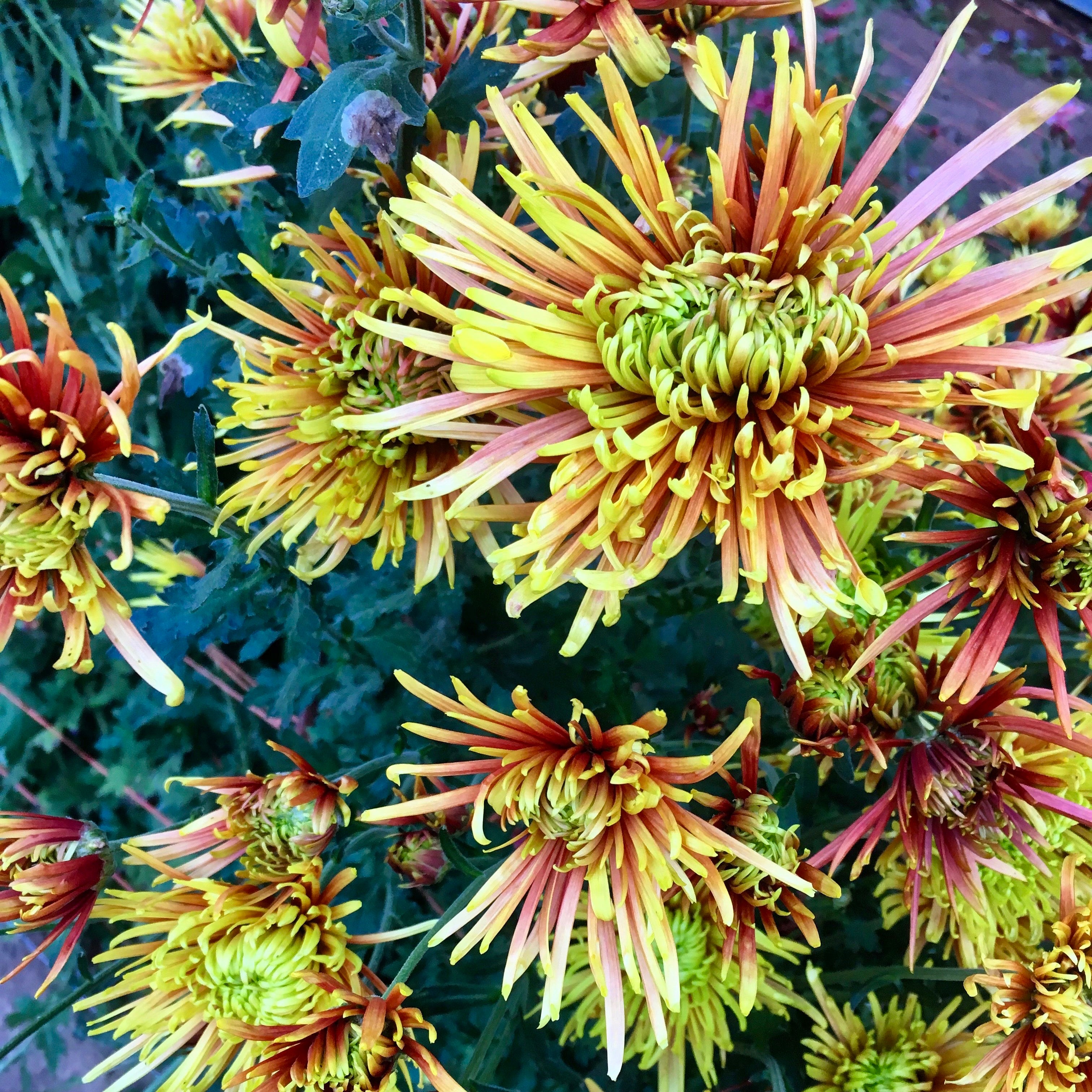 A close up of Saffina heirloom chrysanthemums. Long lasting fall blooms.
