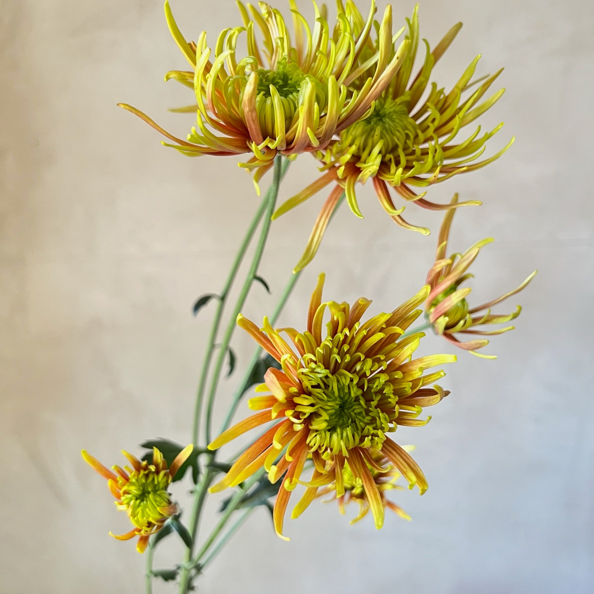 A close up of Saffina heirloom chrysanthemums. Long lasting cut flowers.