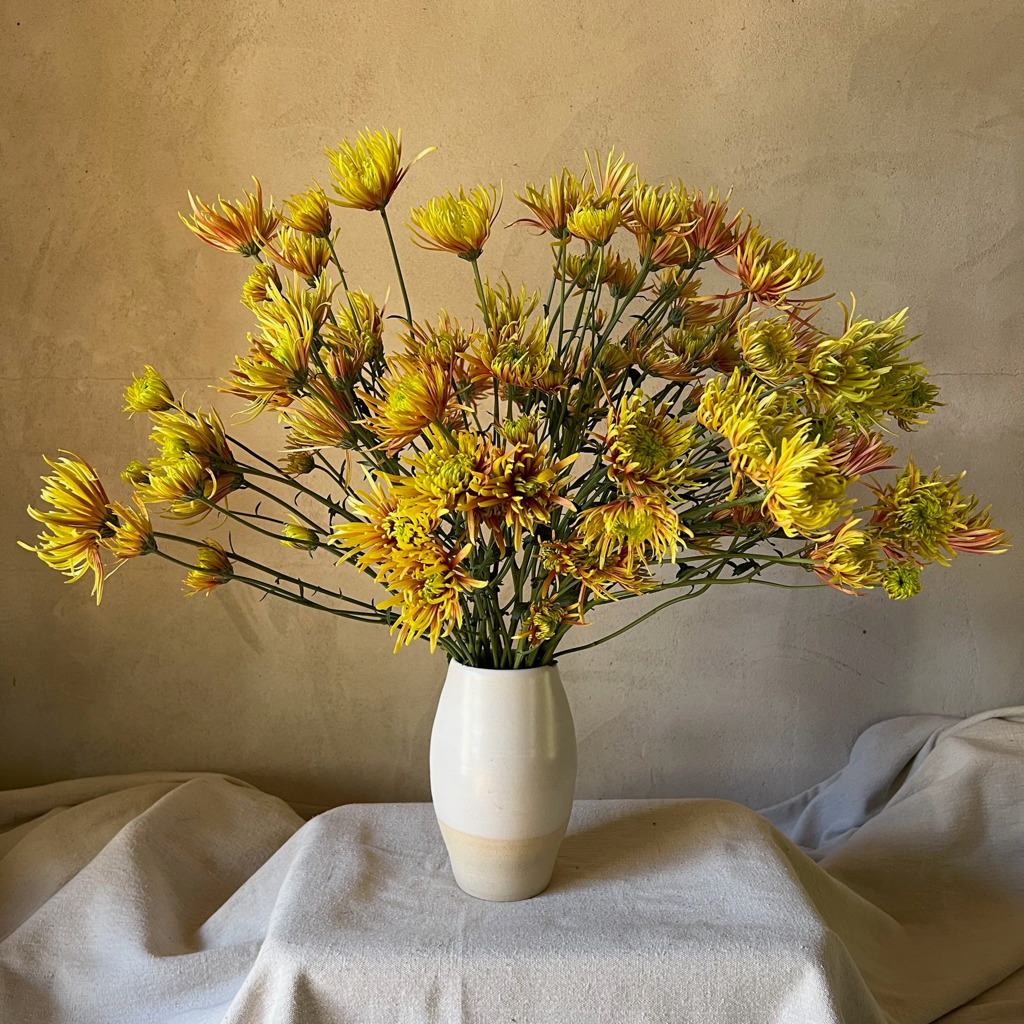 A bouquet of Saffina heirloom chrysanthemums in a vase. Long lasting cut flowers.