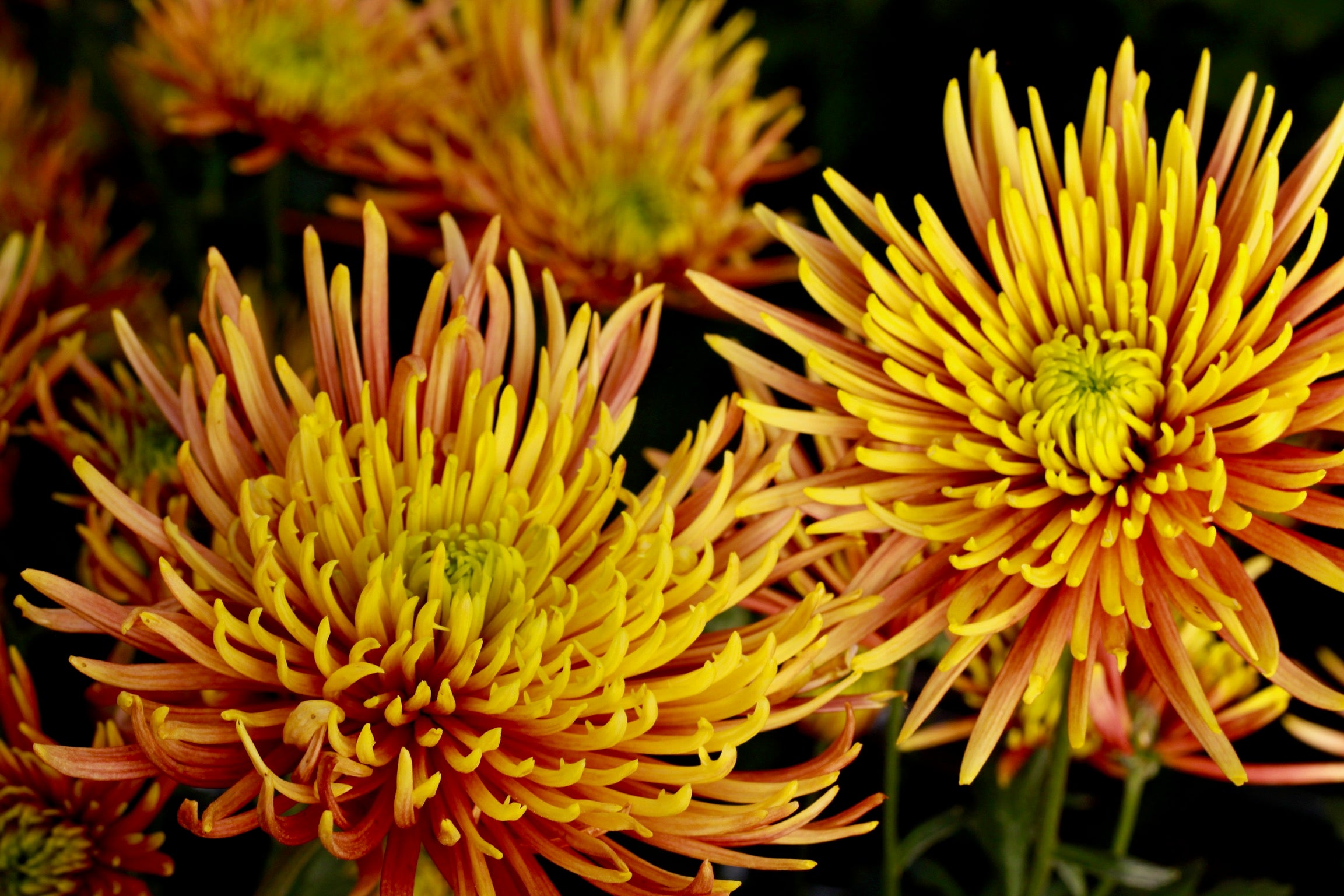 A close up of Saffina heirloom chrysanthemums. Long lasting fall blooms.