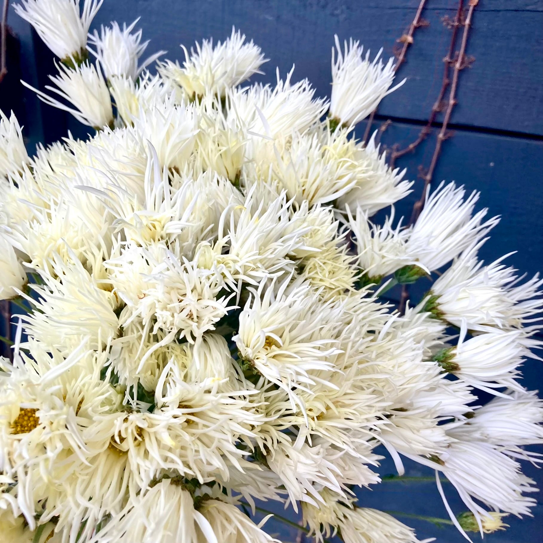 A close up of Saga No Yuki heirloom chrysanthemums. Long lasting fall blooms. Great for container gardening.