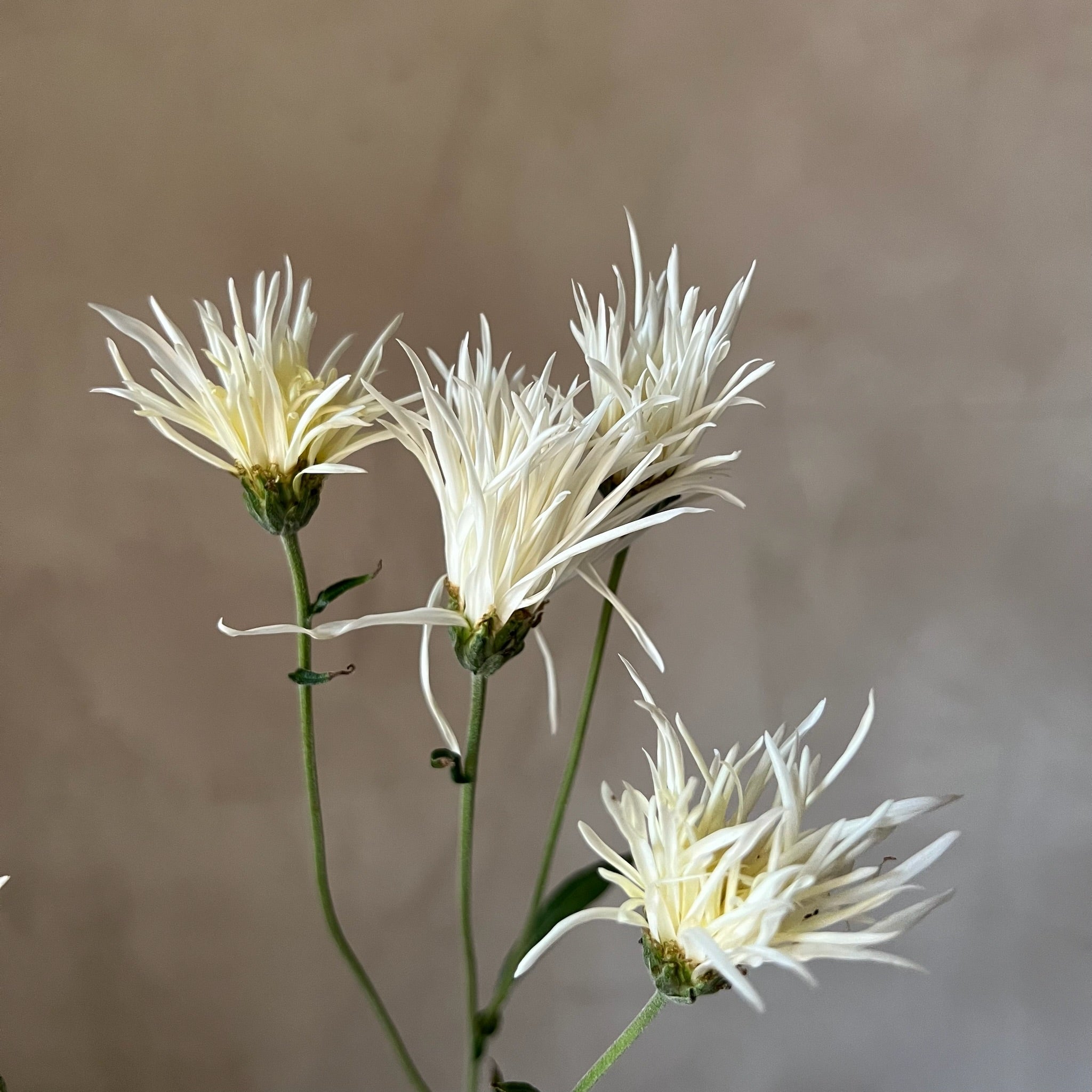 A close up of Saga No Yuki heirloom chrysanthemums. Long lasting cut flowers.