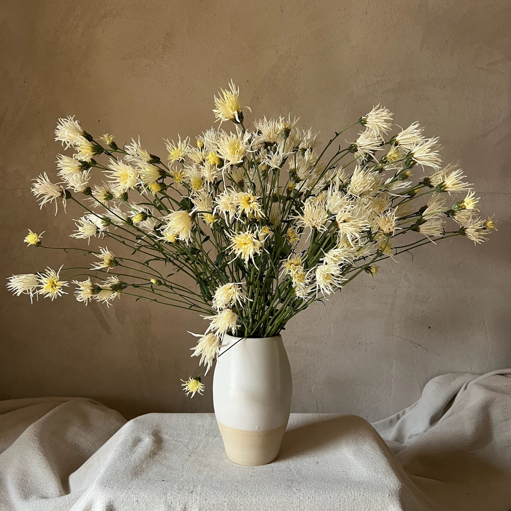 A bouquet of Saga No Yuki heirloom chrysanthemums in a white vase. Long lasting cut flowers.