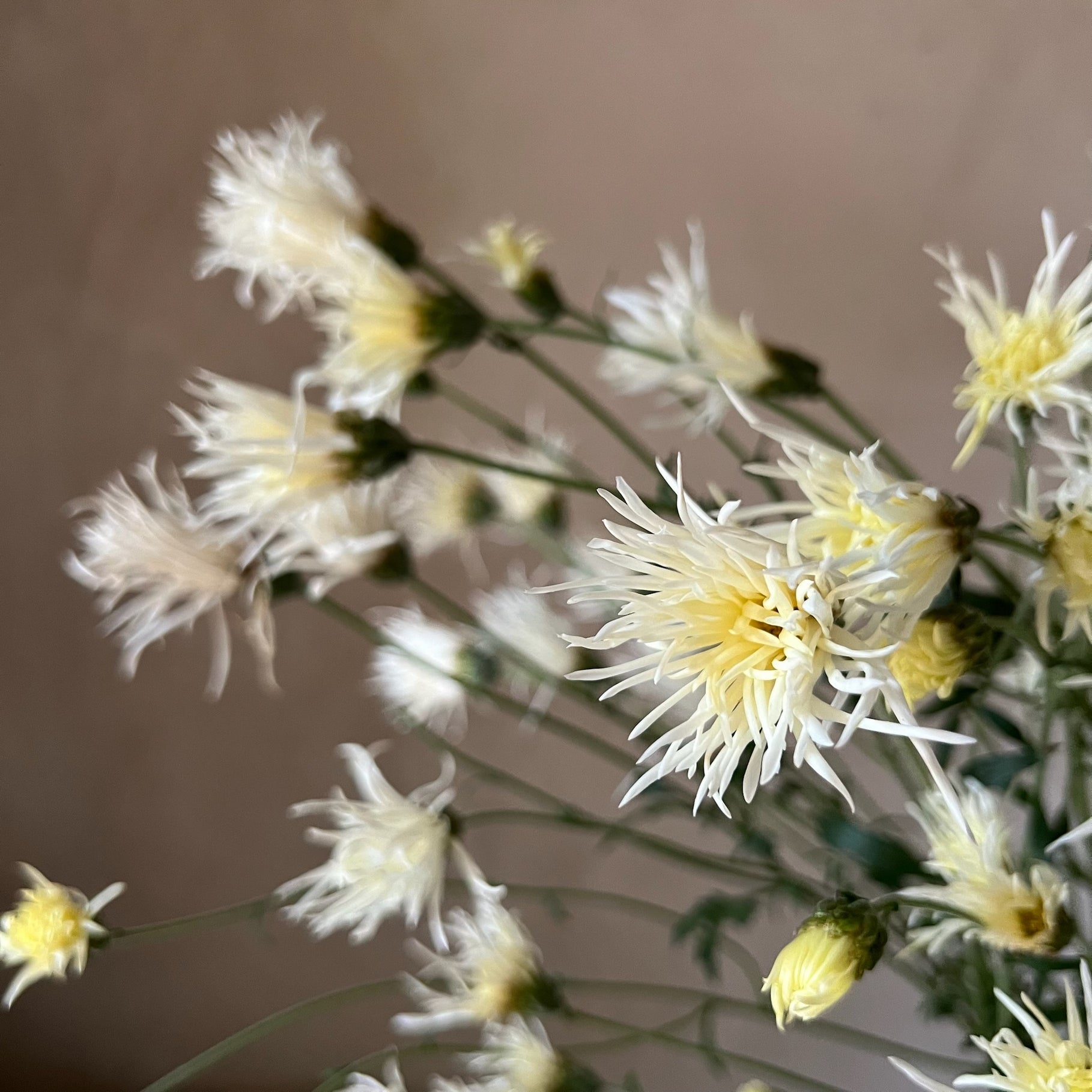 A close up of white feathery Saga No Yuki heirloom mums. Long lasting cut flowers.