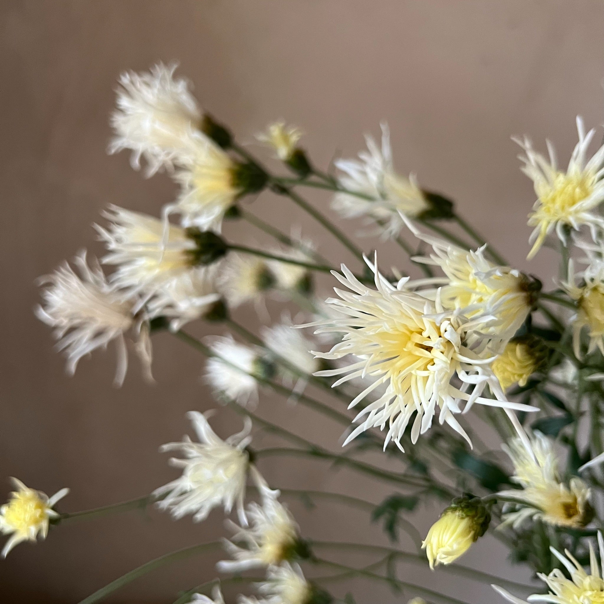 A close up of white feathery Saga No Yuki heirloom mums. Long lasting cut flowers.