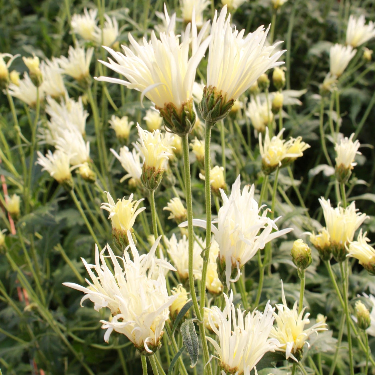 A close up of Saga No Yuki heirloom chrysanthemums. Long lasting fall blooms. Great for container gardening.