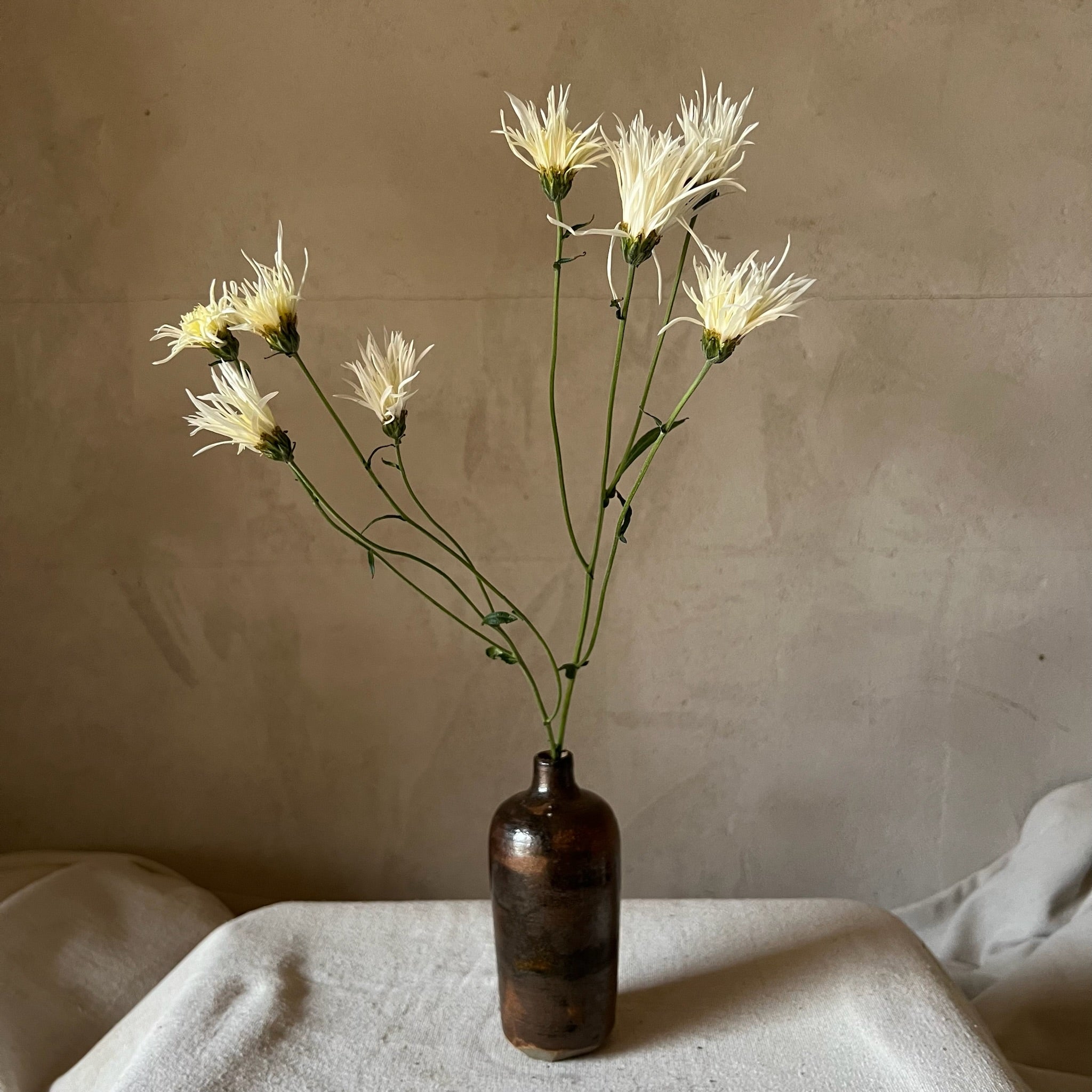 A single stem of Saga No Yuki heirloom chrysanthemums. Long lasting cut flowers. Multiple blooms per stem.