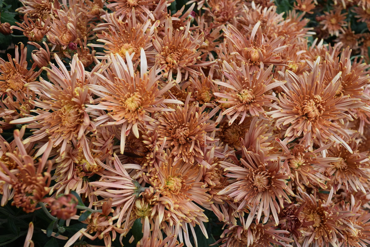 Seaton's Coffee heirloom chrysanthemums before harvest. Long lasting fall blooms. Great for disbud.
