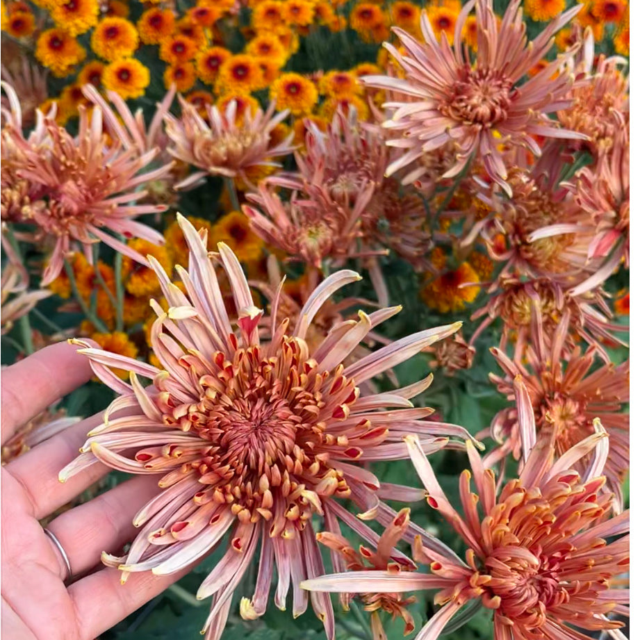 A close up of Seaton's Coffee heirloom chrysanthemums. Long lasting fall blooms. Great for disbud.
